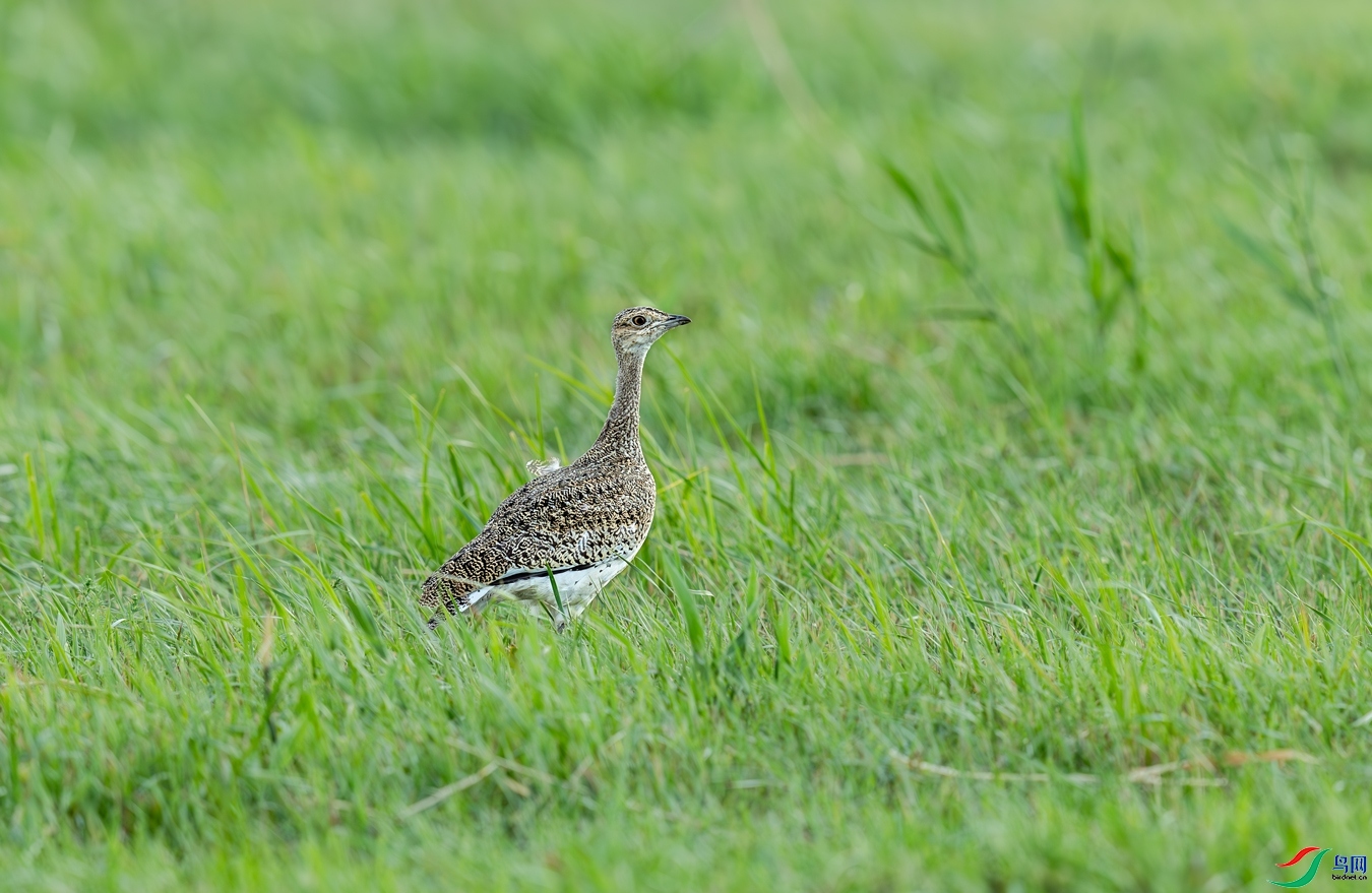 9.23�����ʦ��Ʒ   ��ԭ���� ��ף���ٻ�ÿ�ռ�����.jpg