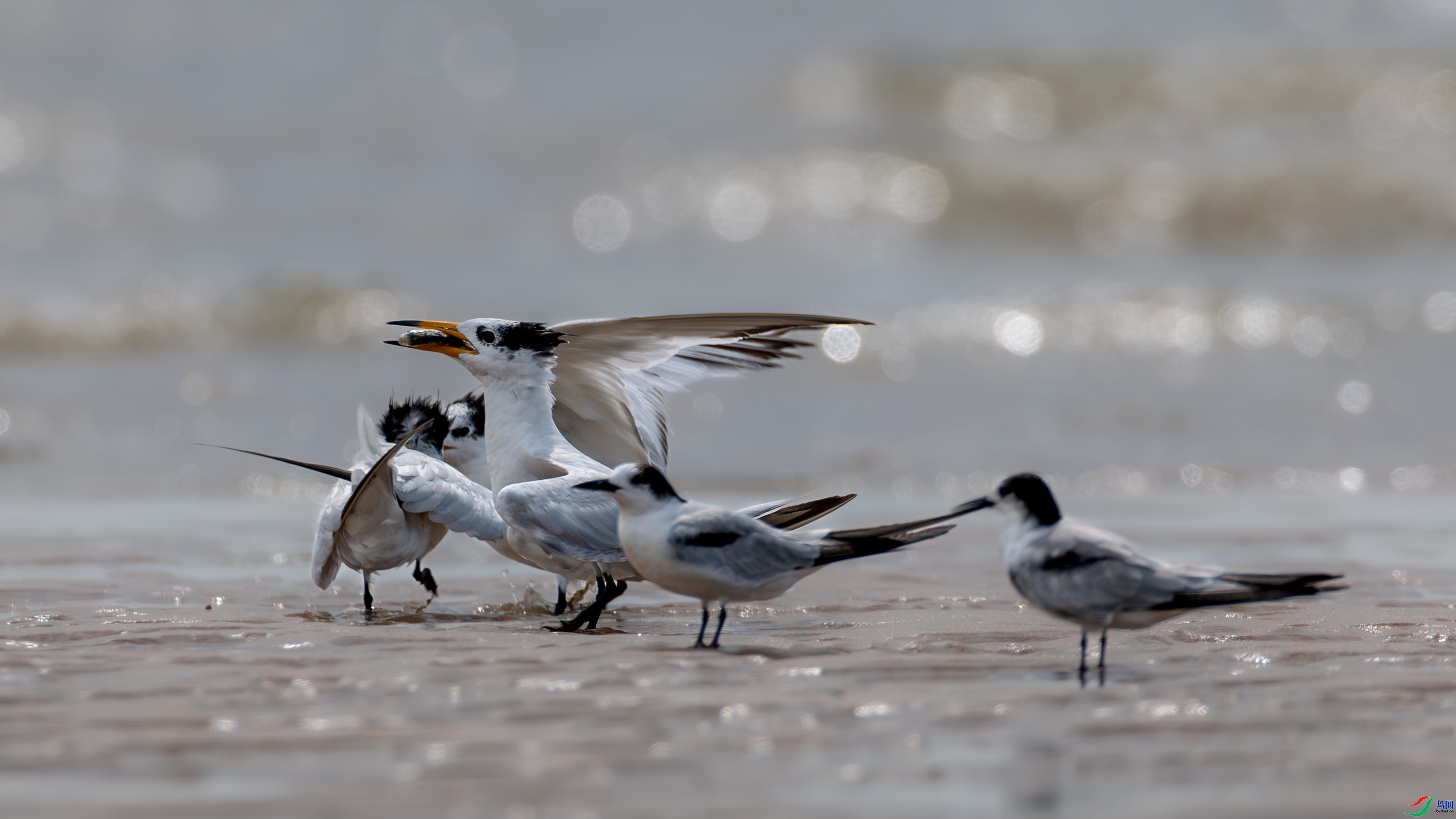 9.26������ʦ��Ʒ   ��ʳ ��ף���ٻ��Ա������.jpg