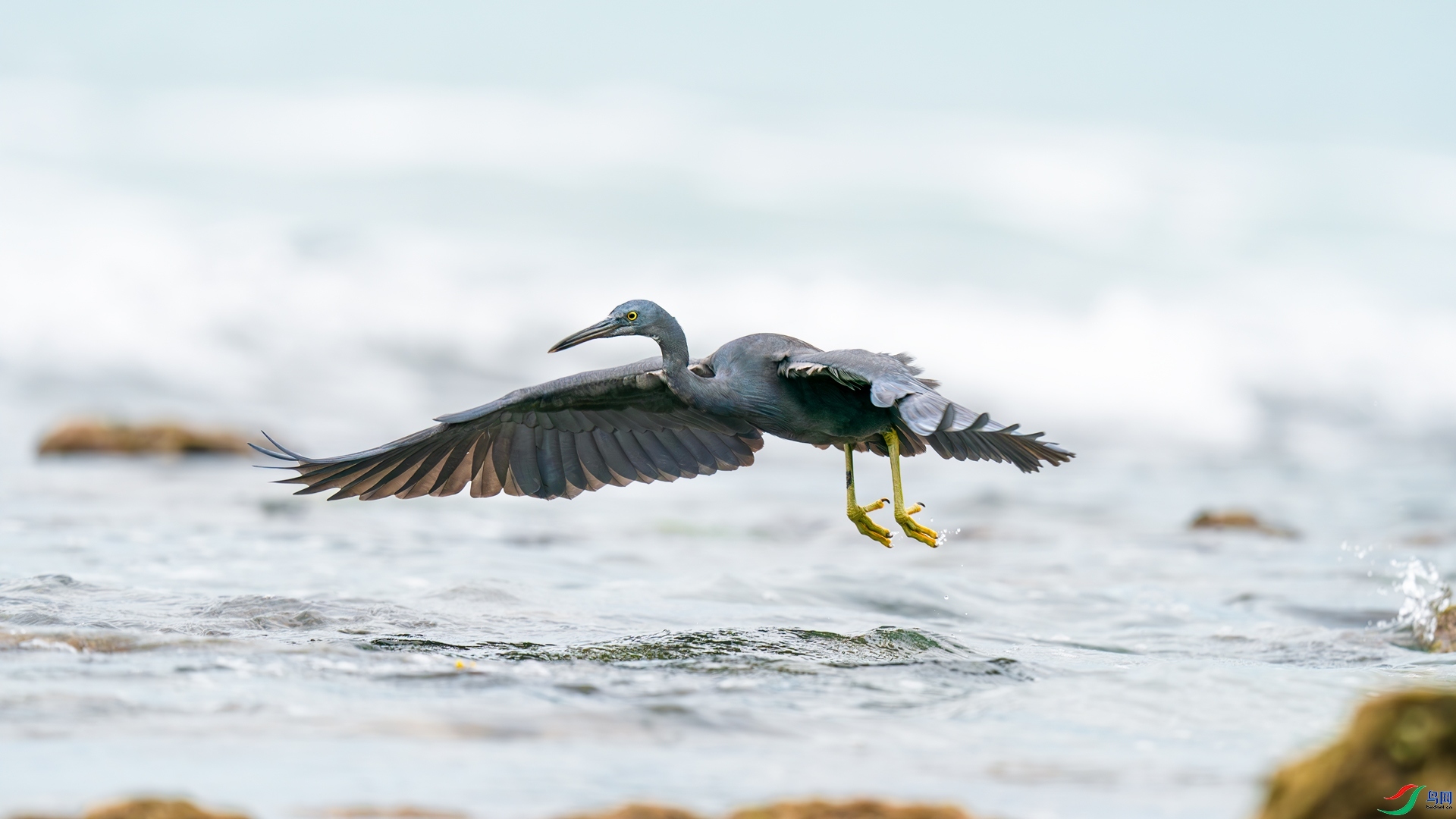 9.25����������ʦ��Ʒ   ̤��Ѱʳ��ף���ٻ����������.jpg