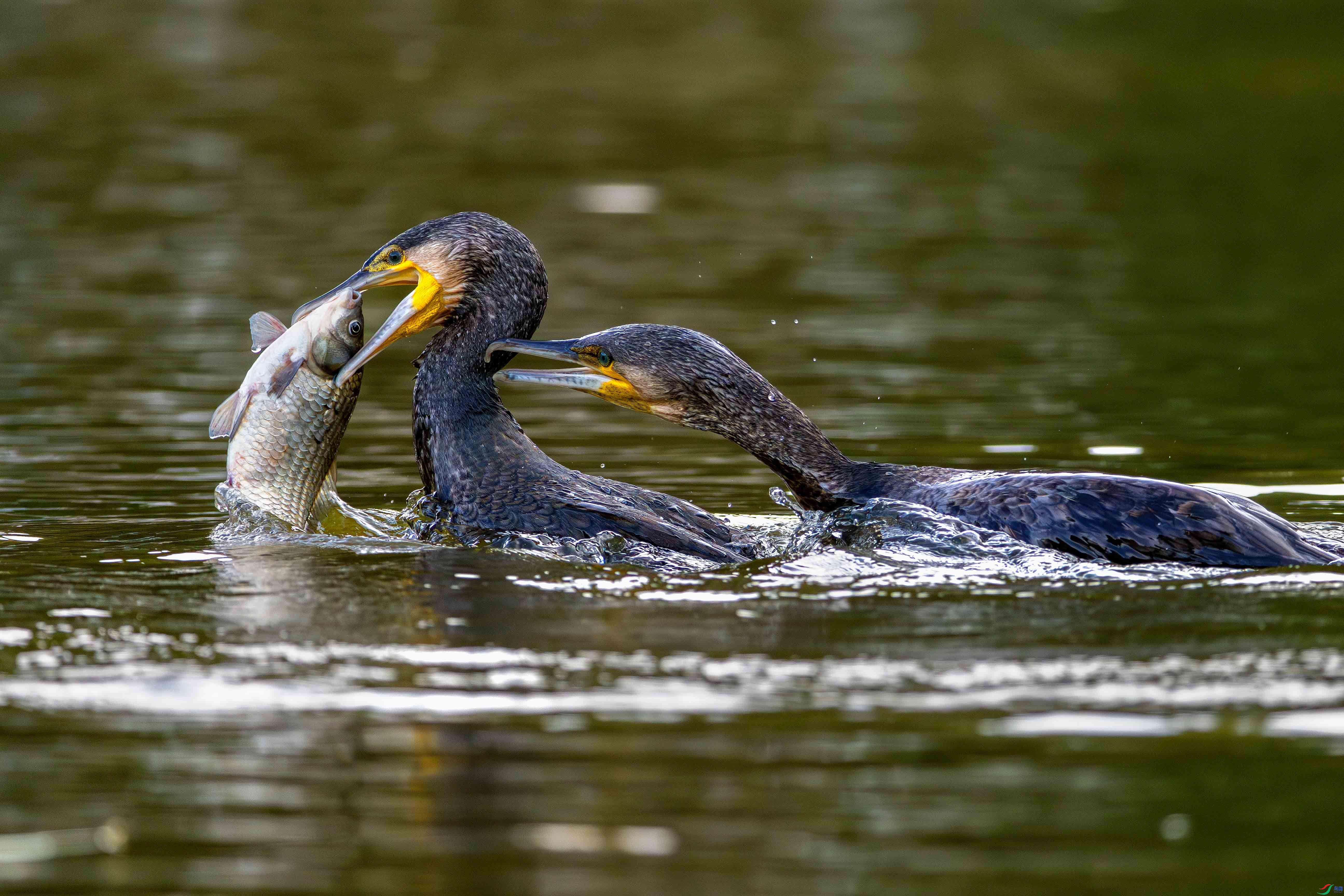 9.27ѧ����ʦ��Ʒ   ���׽�� ��ף���ٻ���Ӱʦ������.jpg