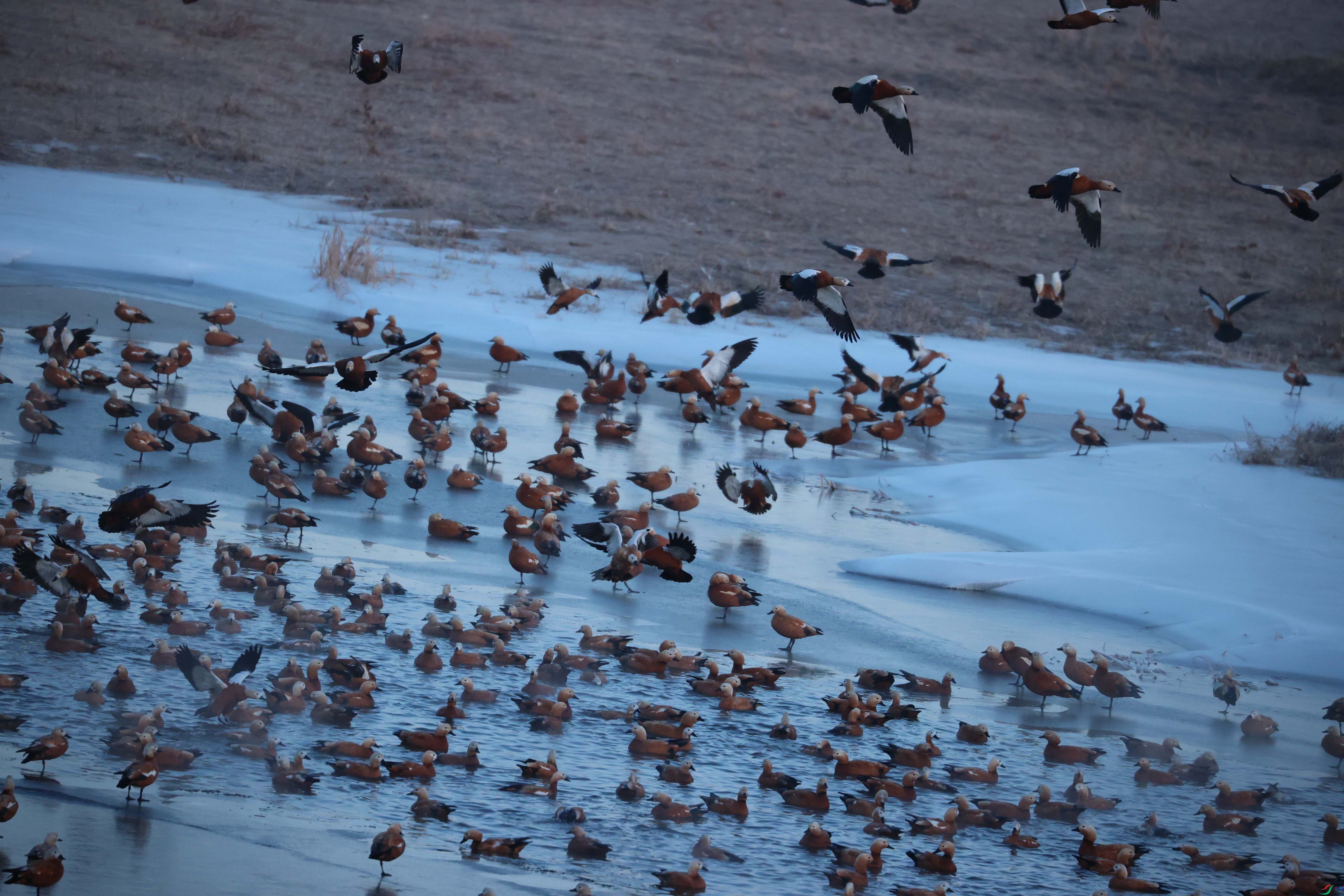 8204��ש����