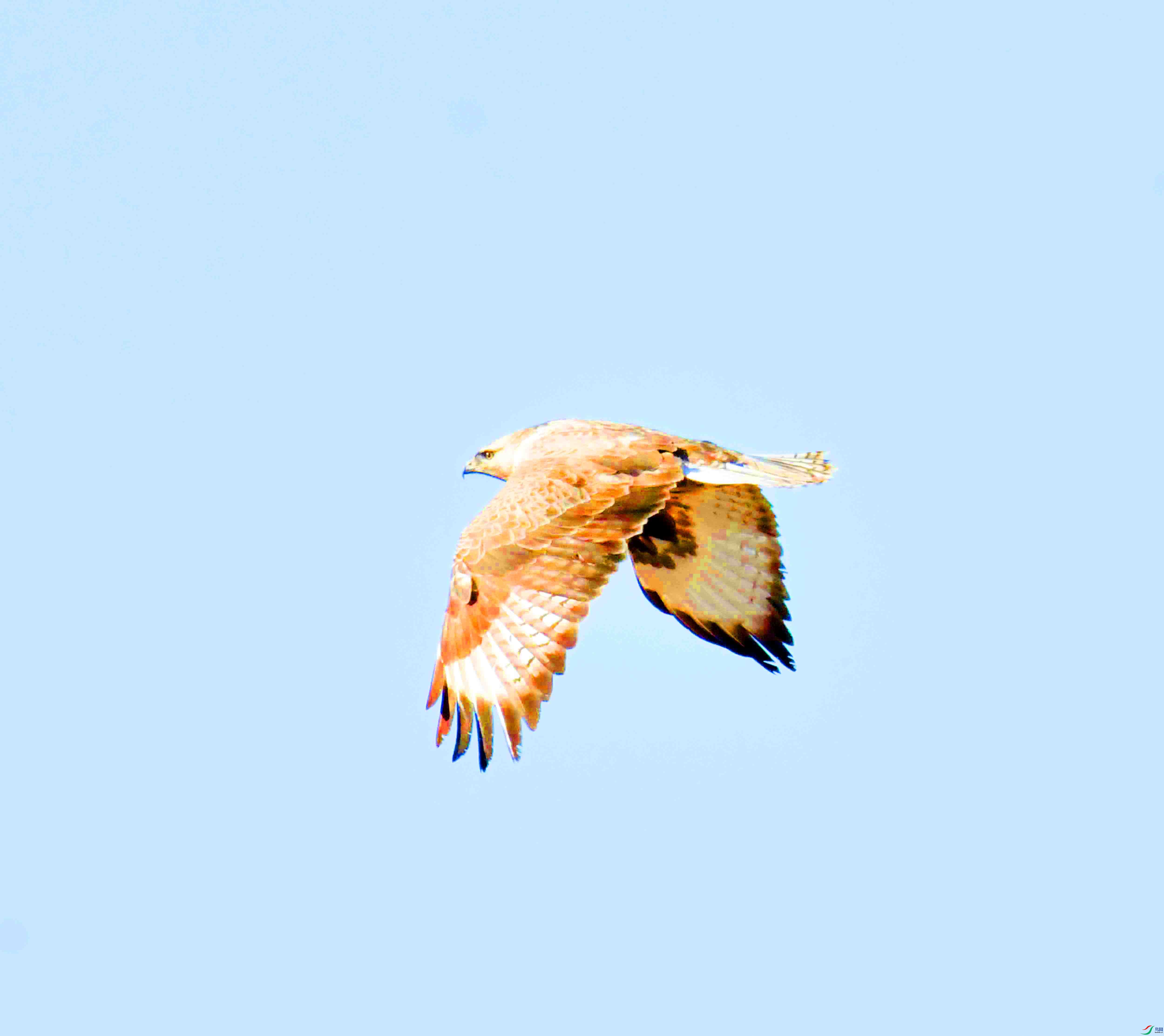 DSC_1999.JPG