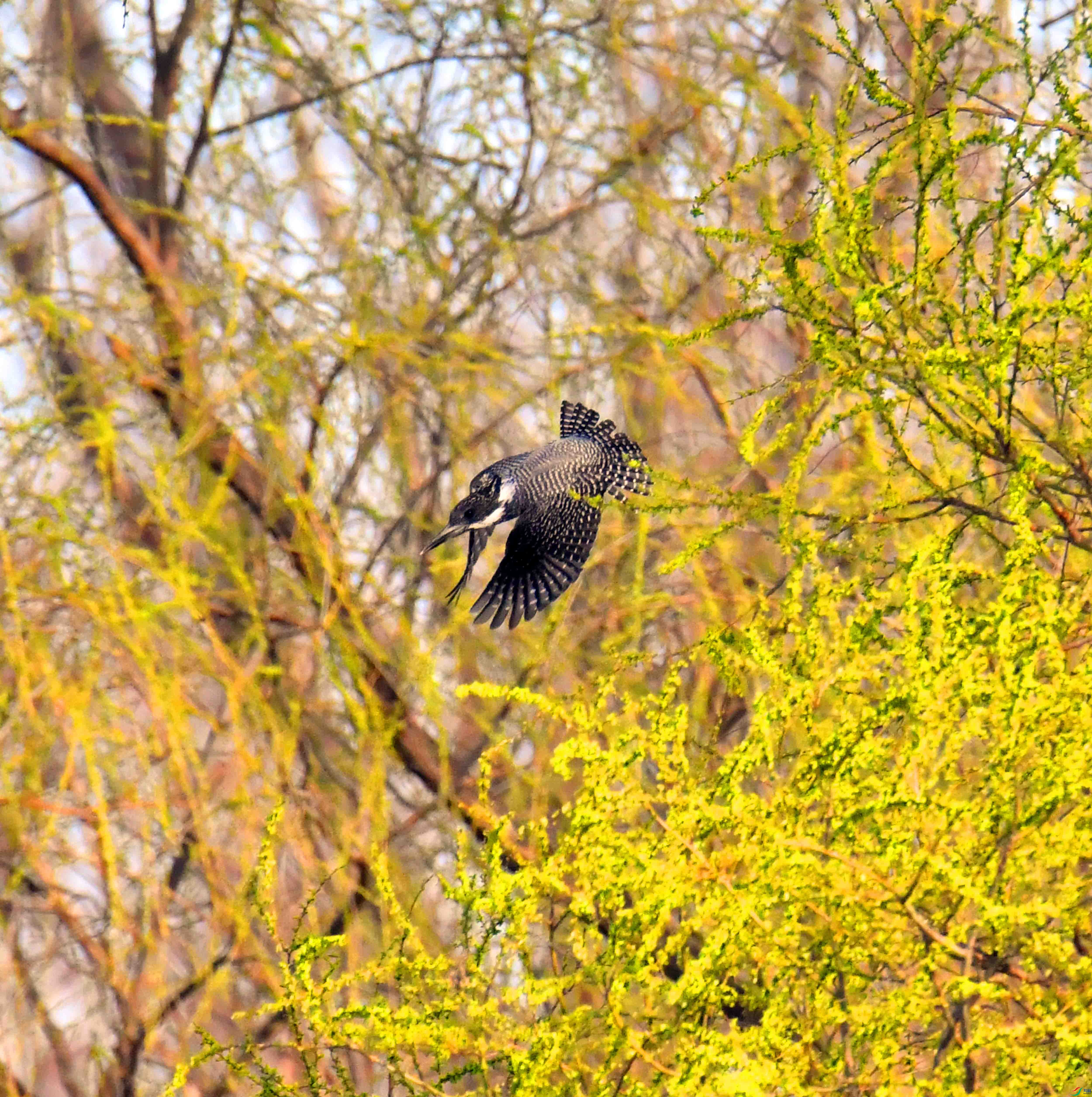 DSC_1833.JPG