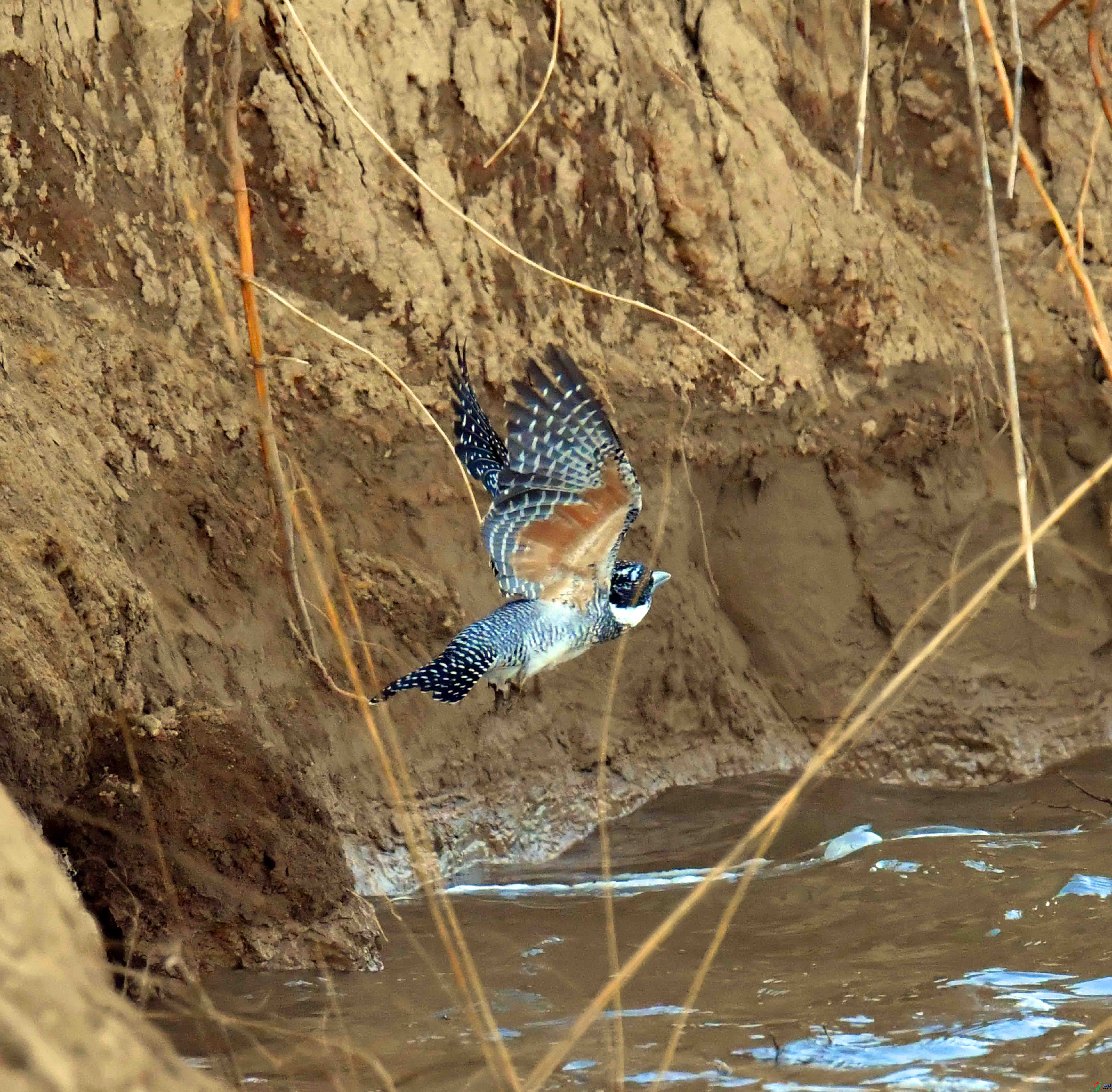 DSC_1920.JPG