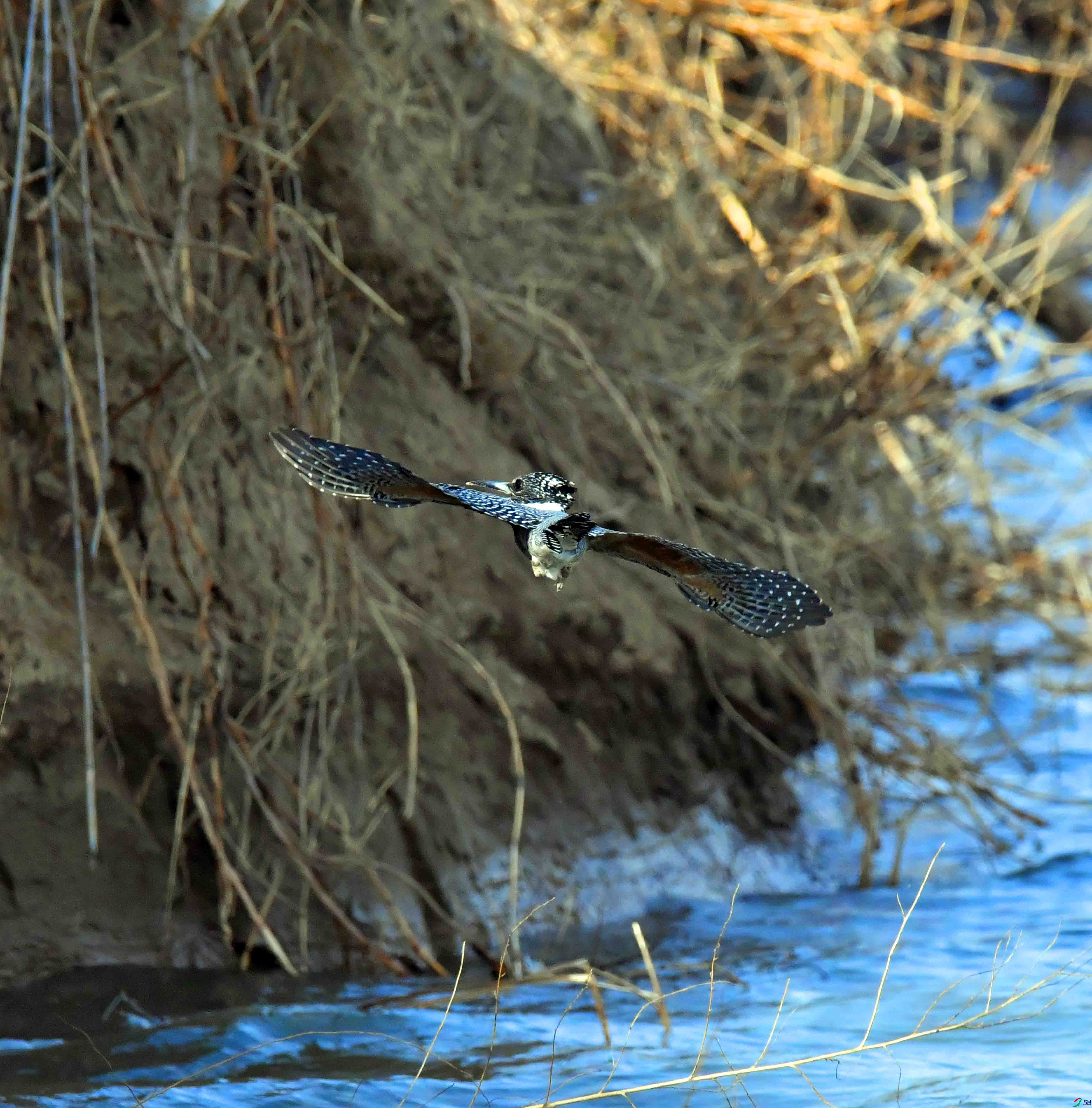 DSC_2015.JPG
