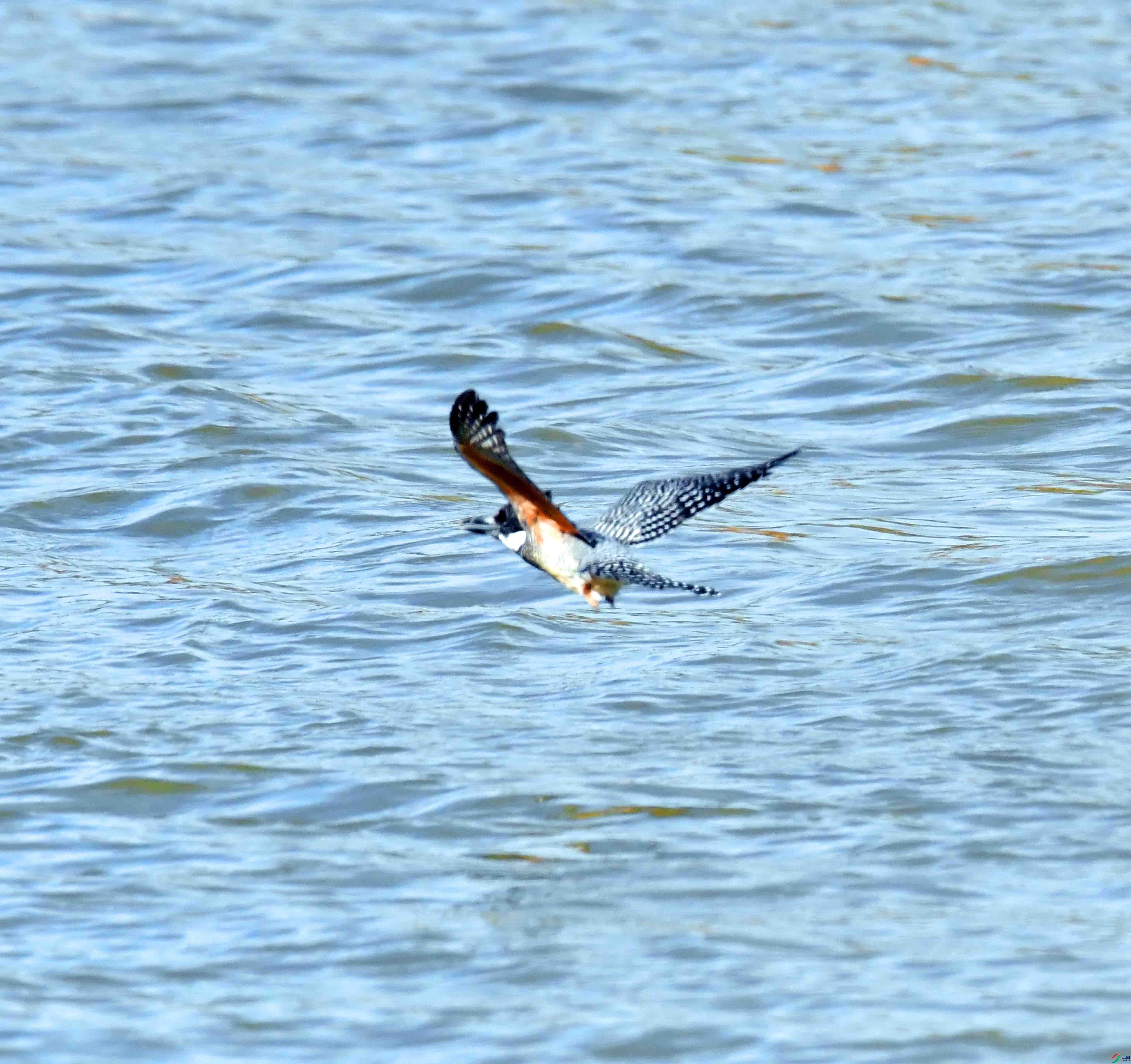 DSC_2242.JPG