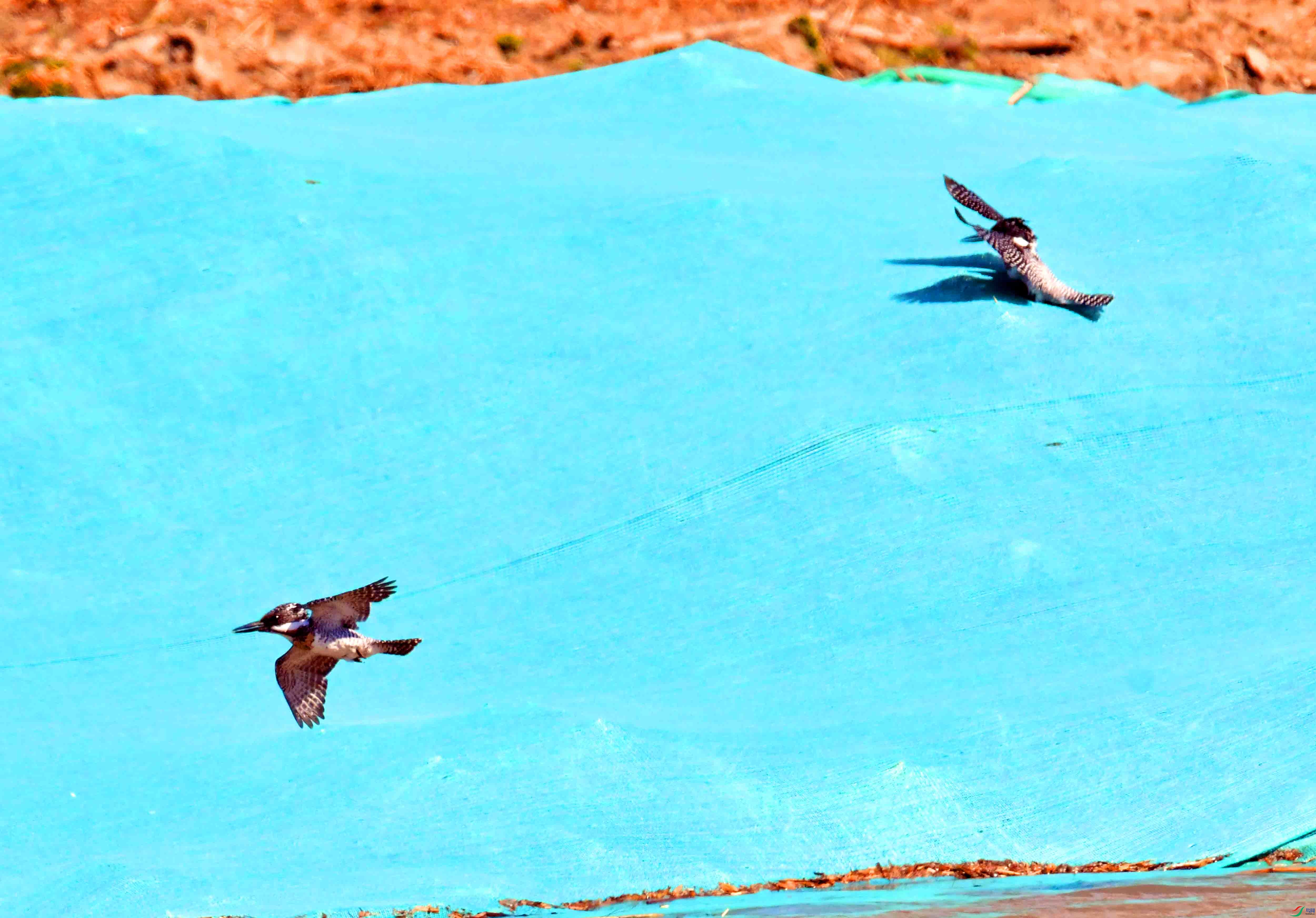 DSC_2423.JPG