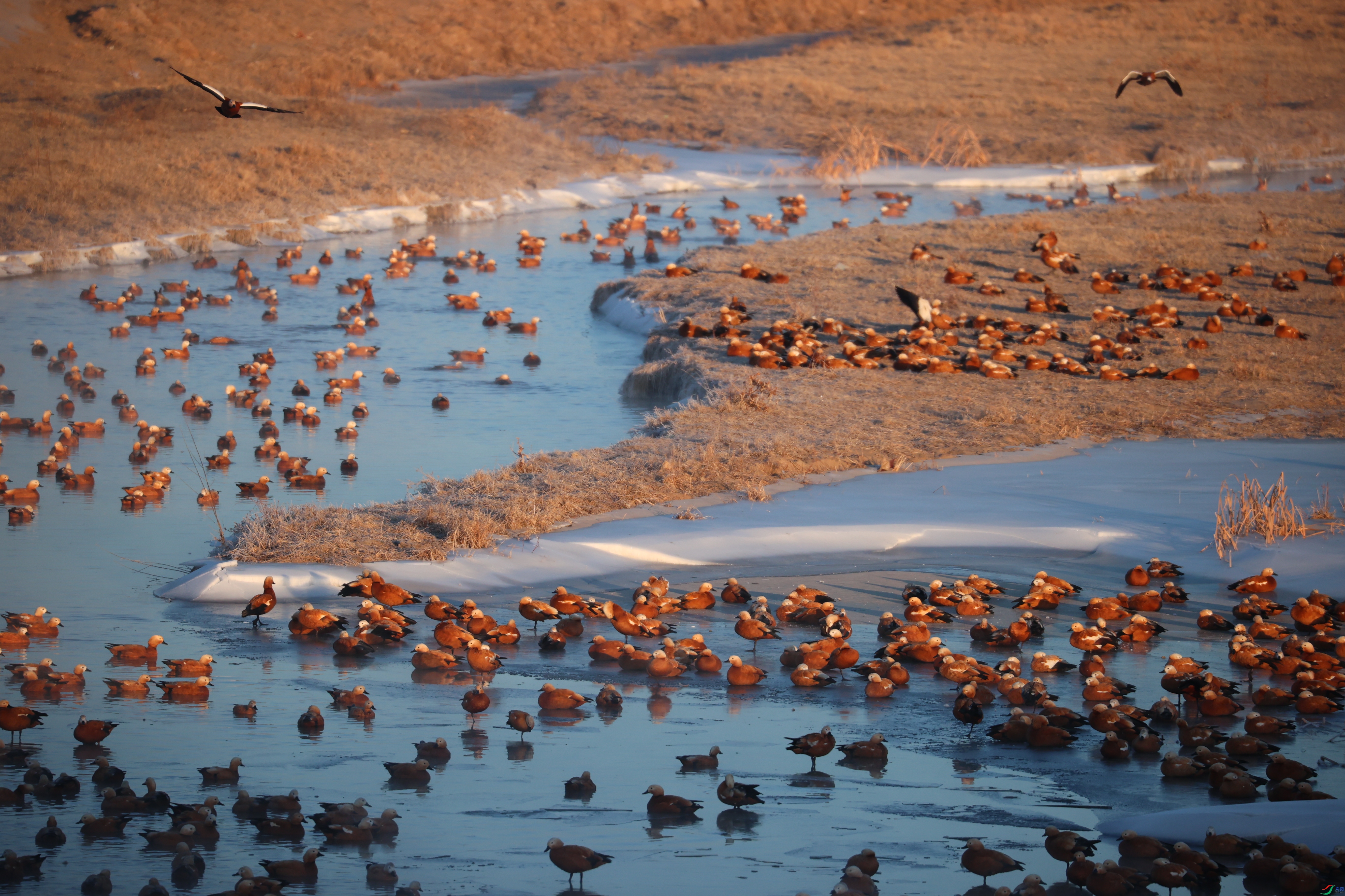 8215��ש����