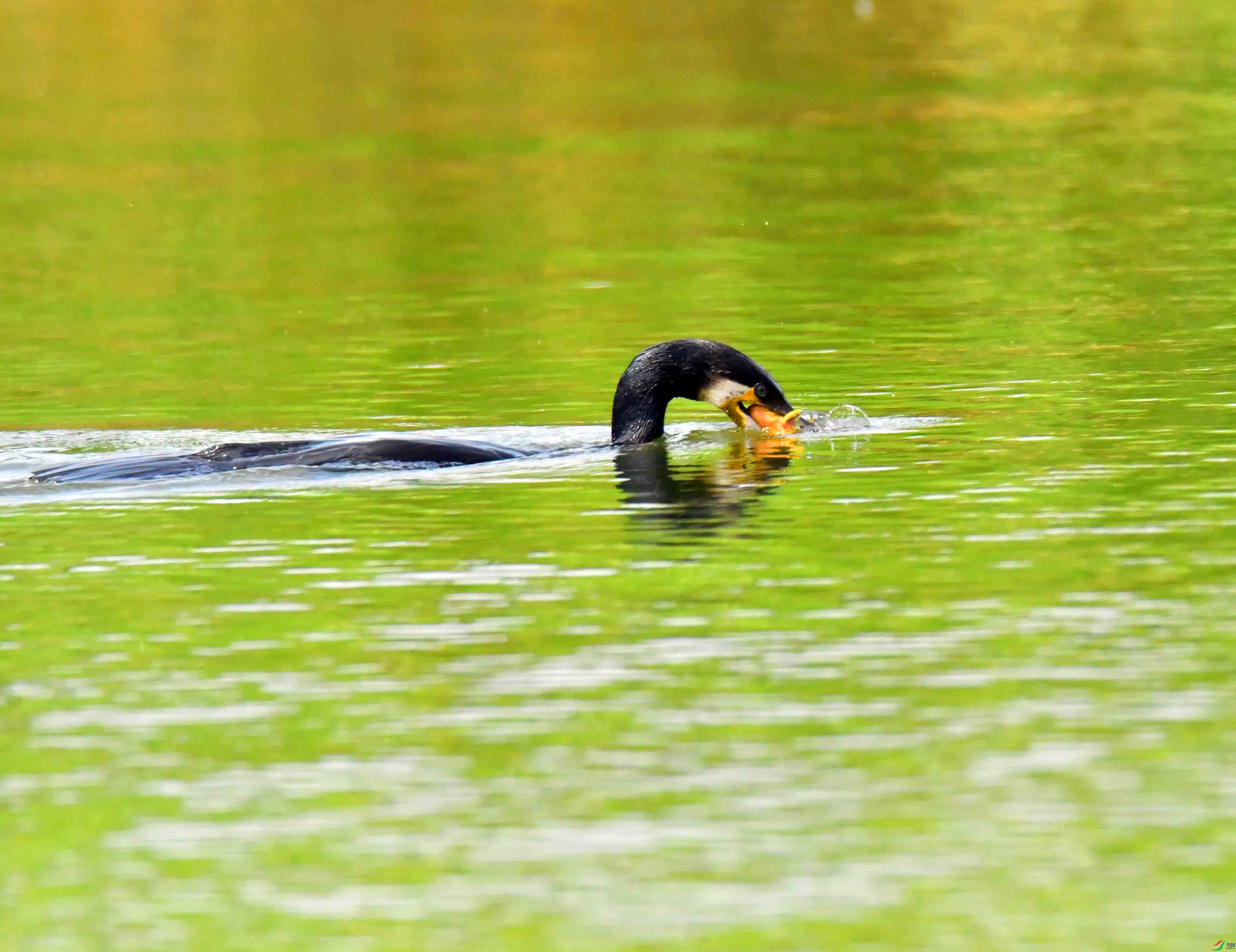 DSC_1527.JPG