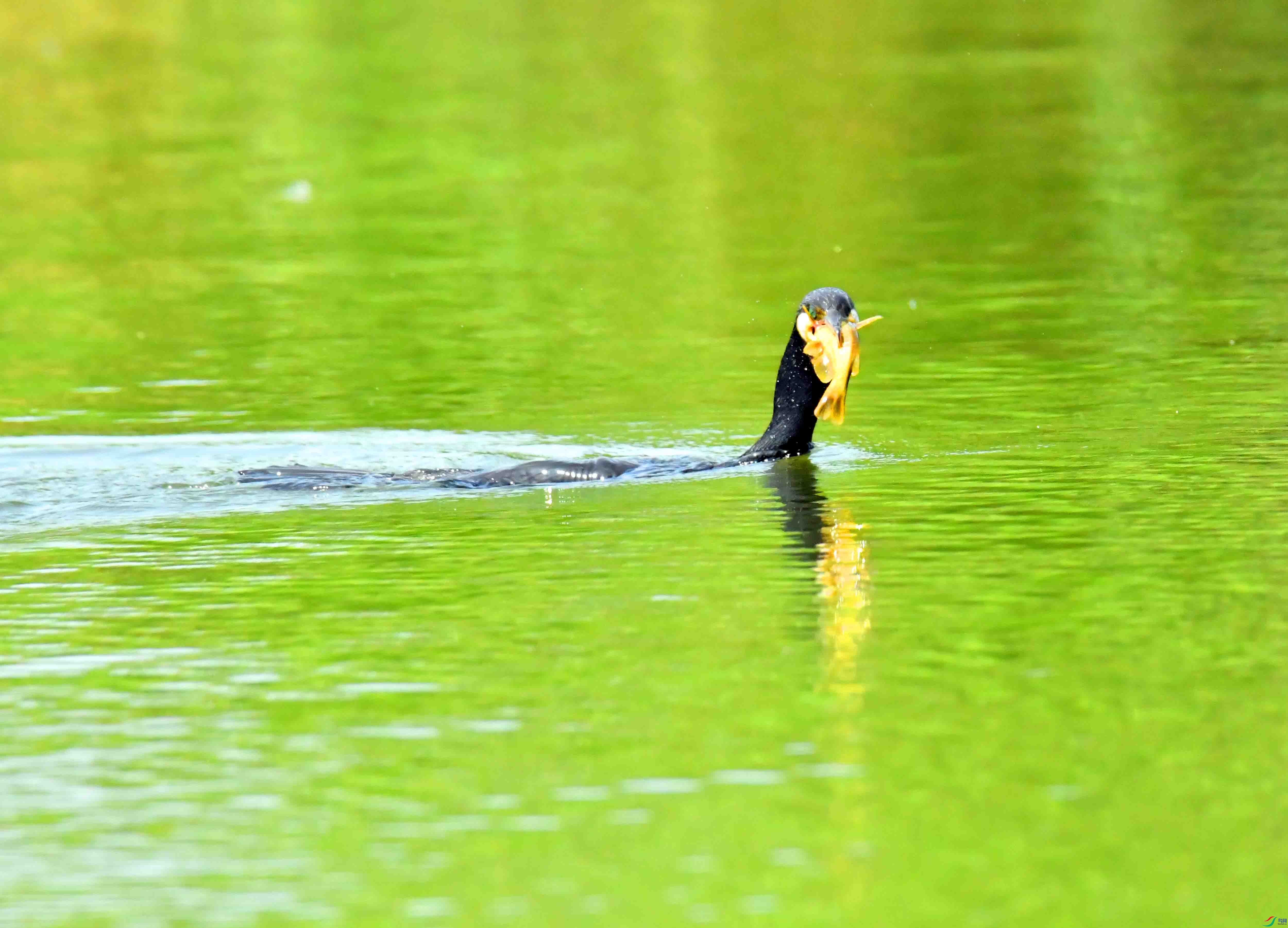 DSC_1538.JPG