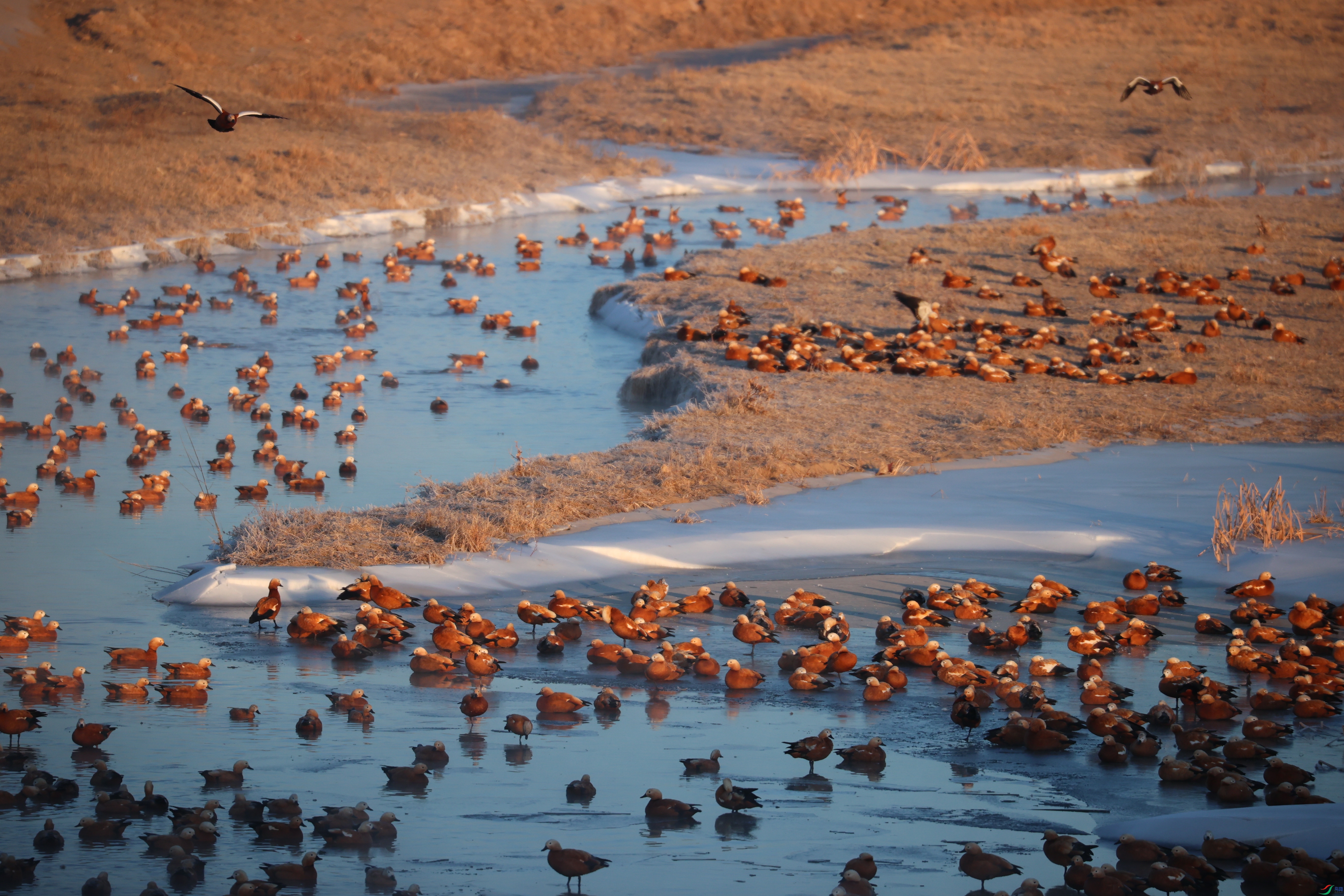 8225��ש����