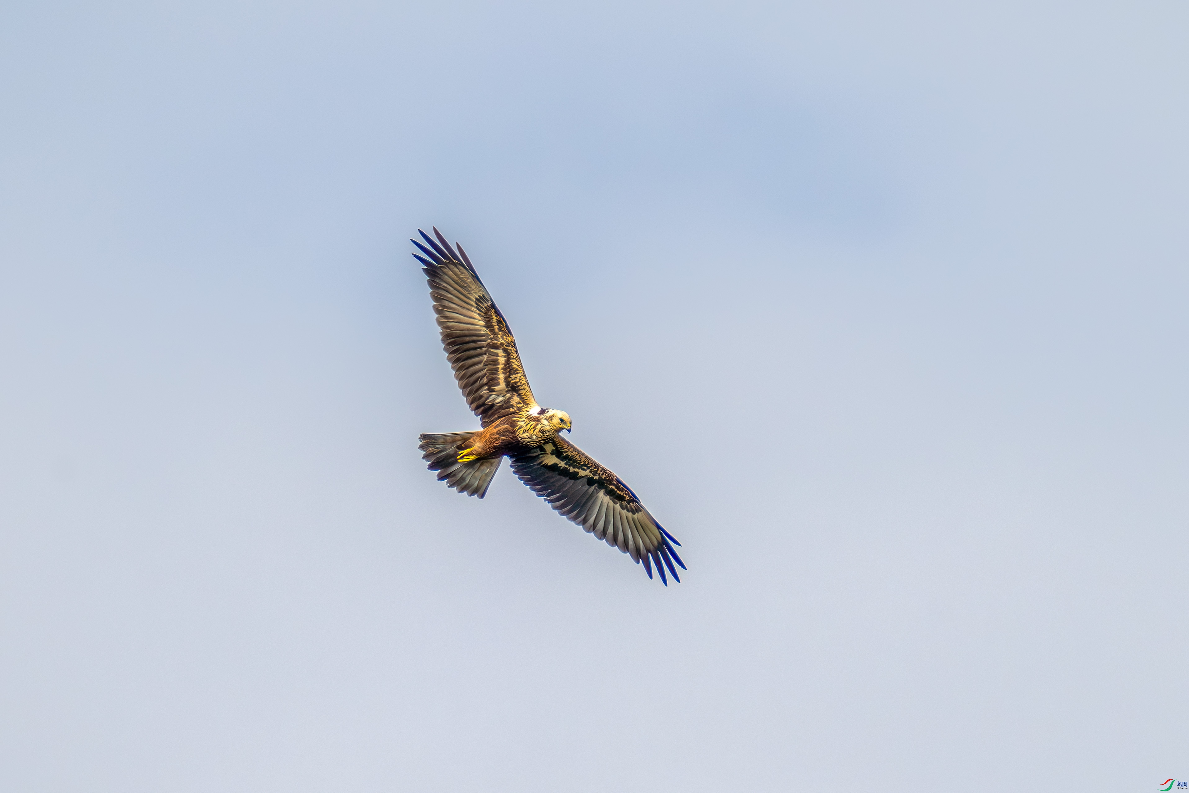_DSC9256.jpg
