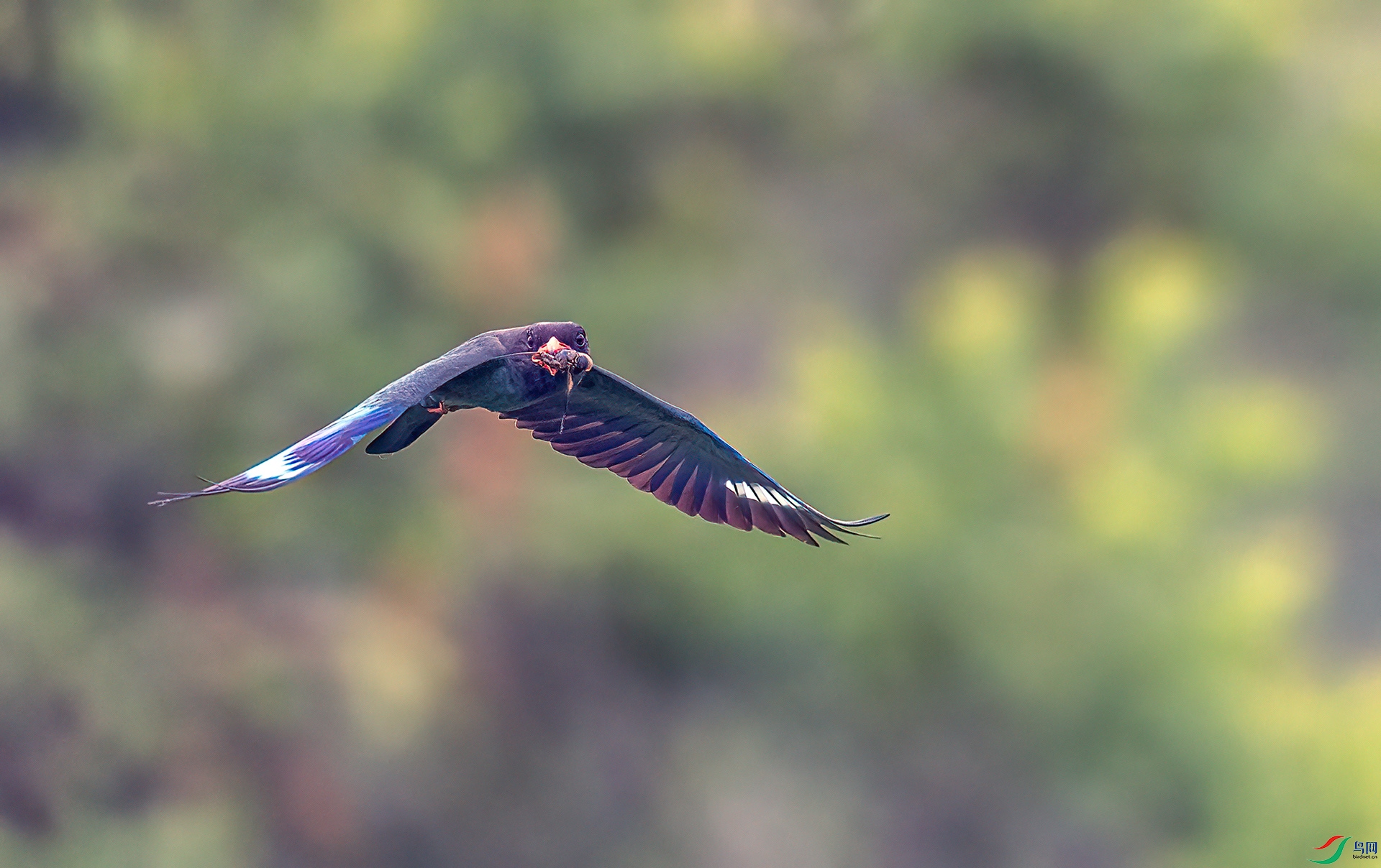 _C2A3698 ����.jpg