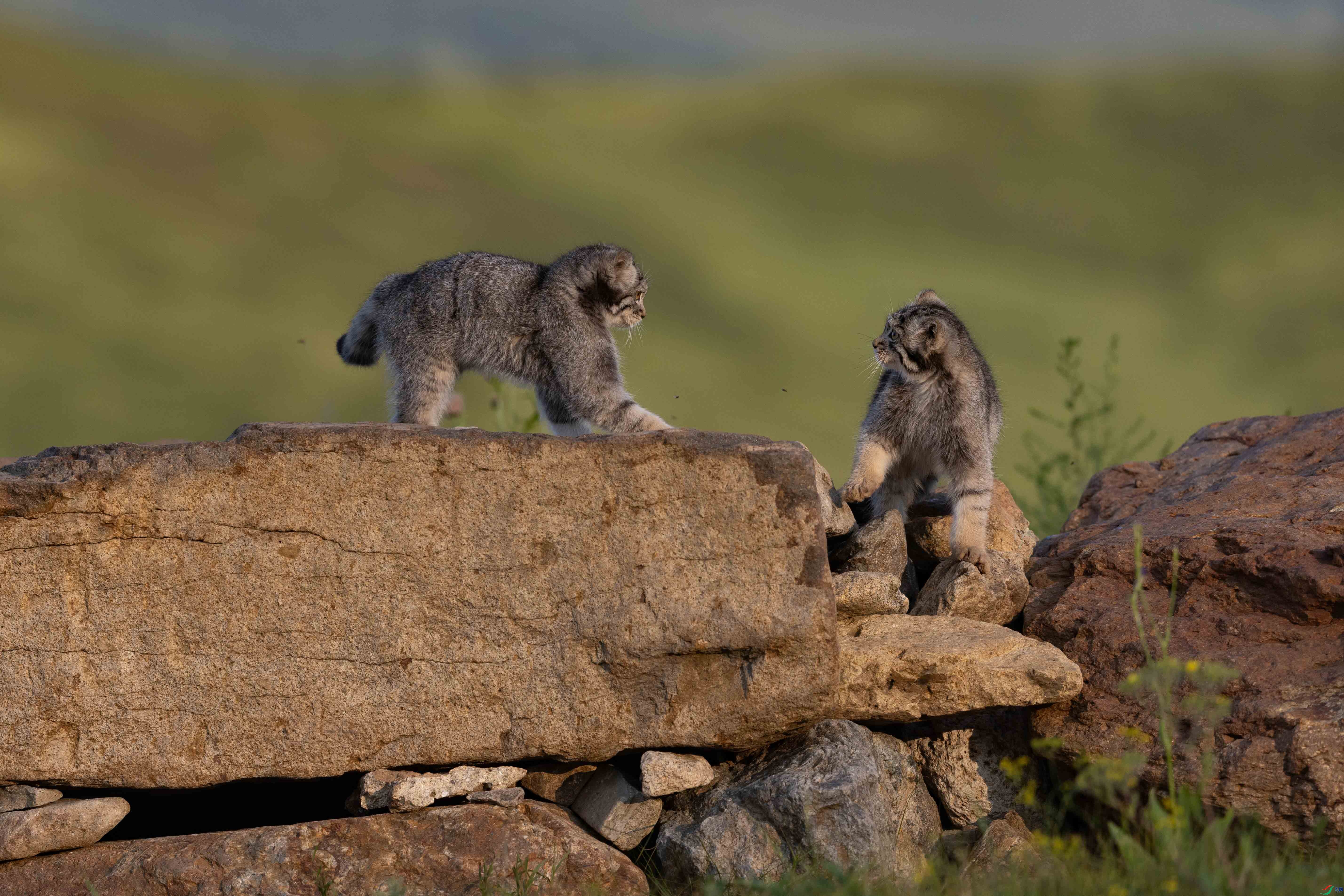 3Z6A0073 ����.jpg