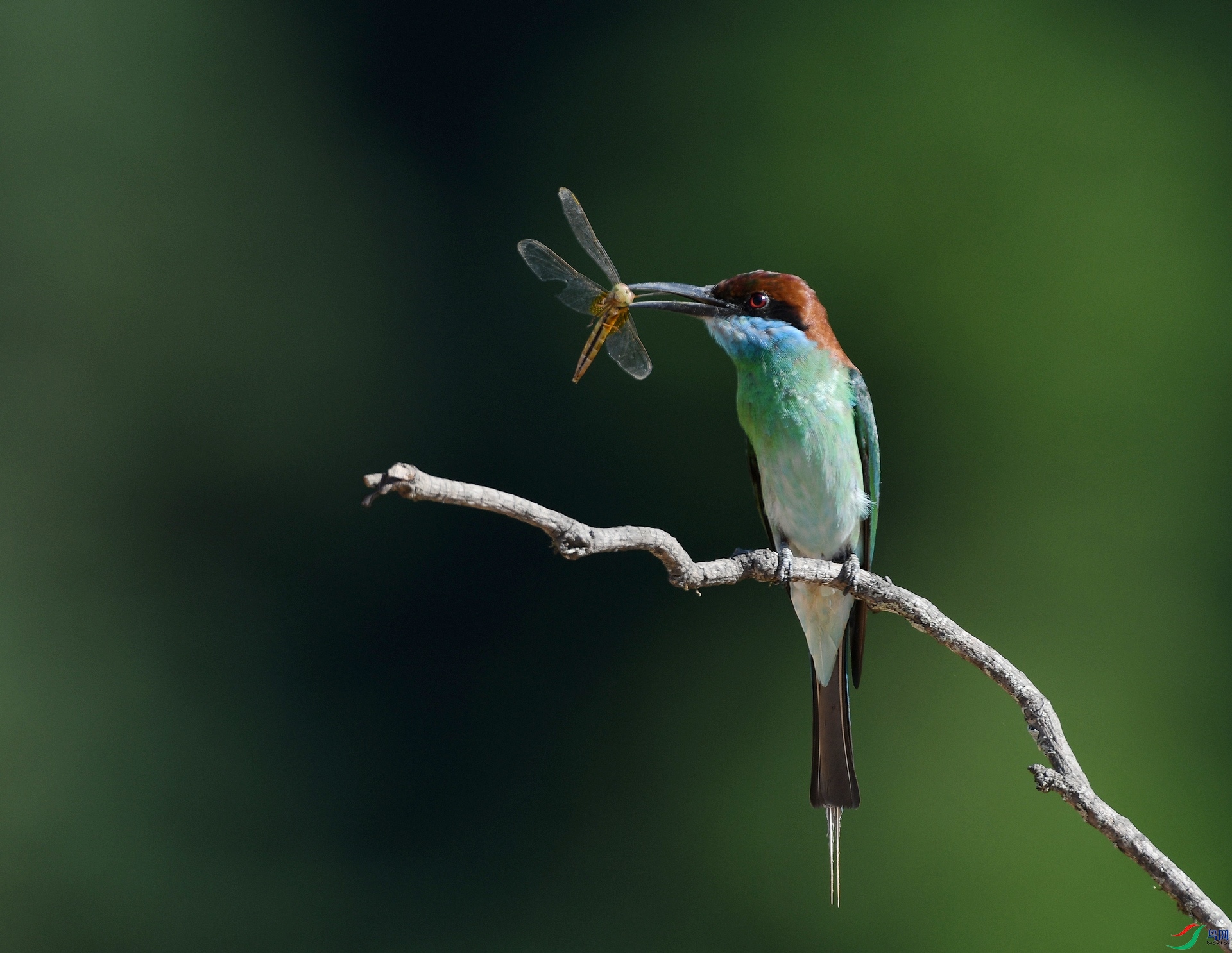 DSC_9346.jpg