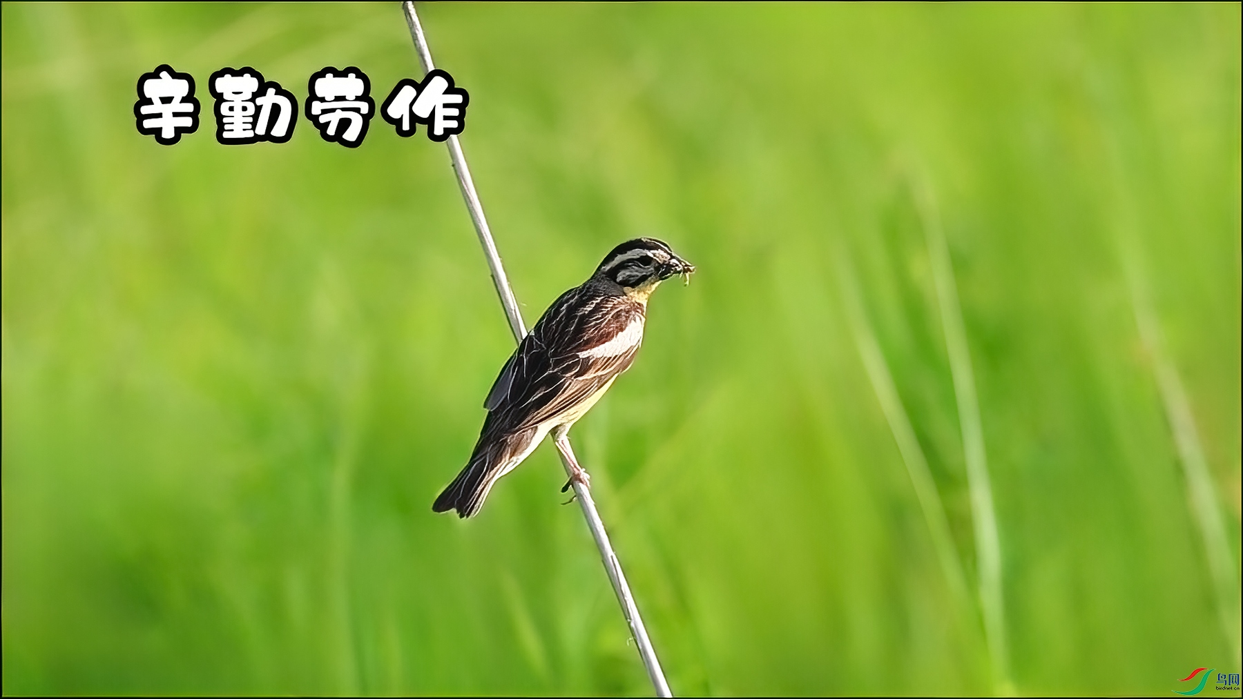 ��������-���� ����.jpg