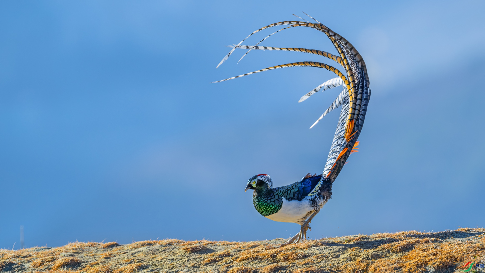 DSC_6829-����ǿ-NR ����01.jpg