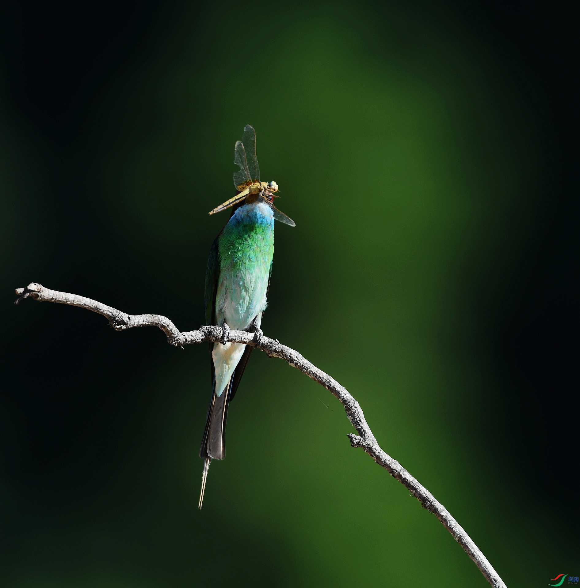 DSC_9349.jpg