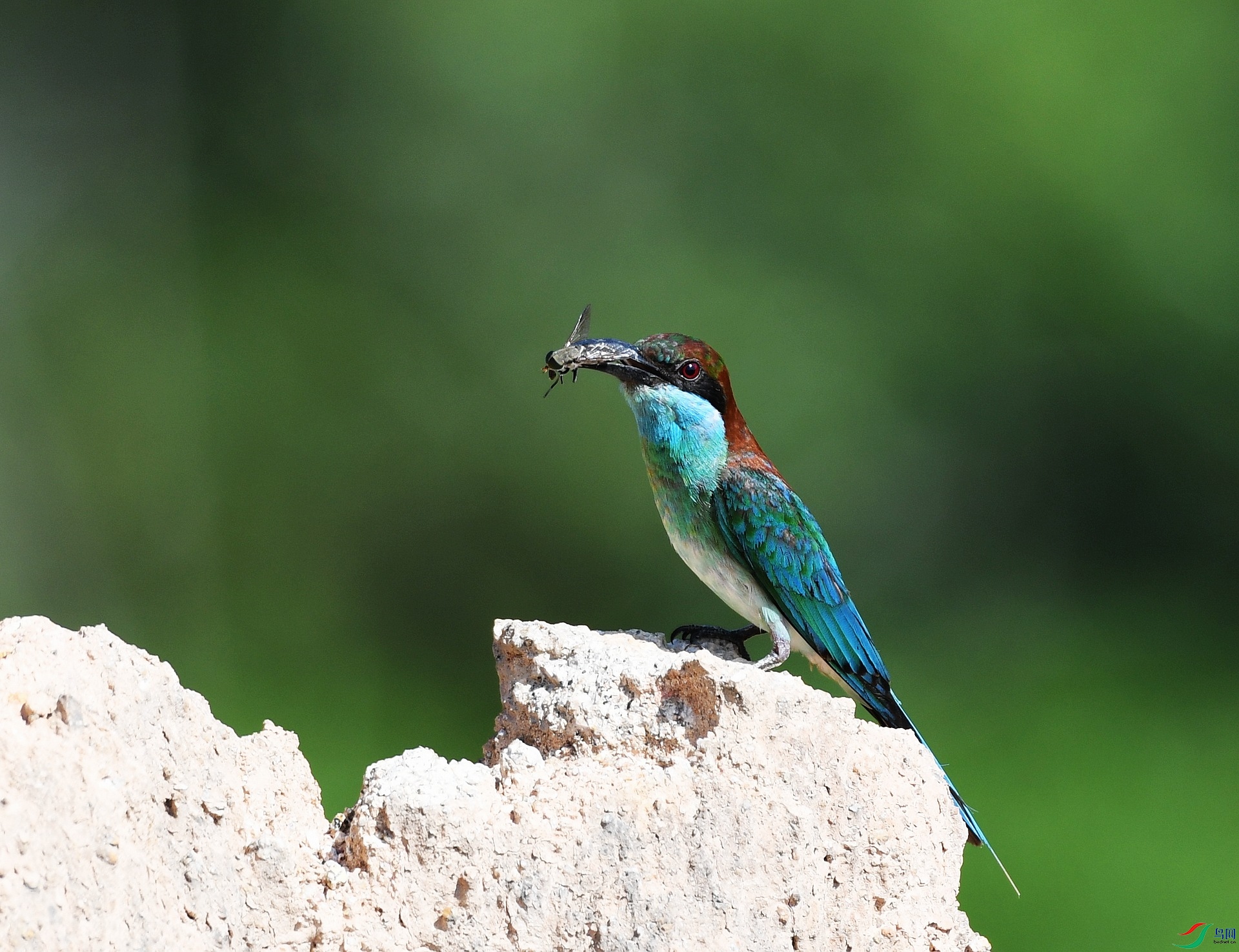 DSC_9600.jpg