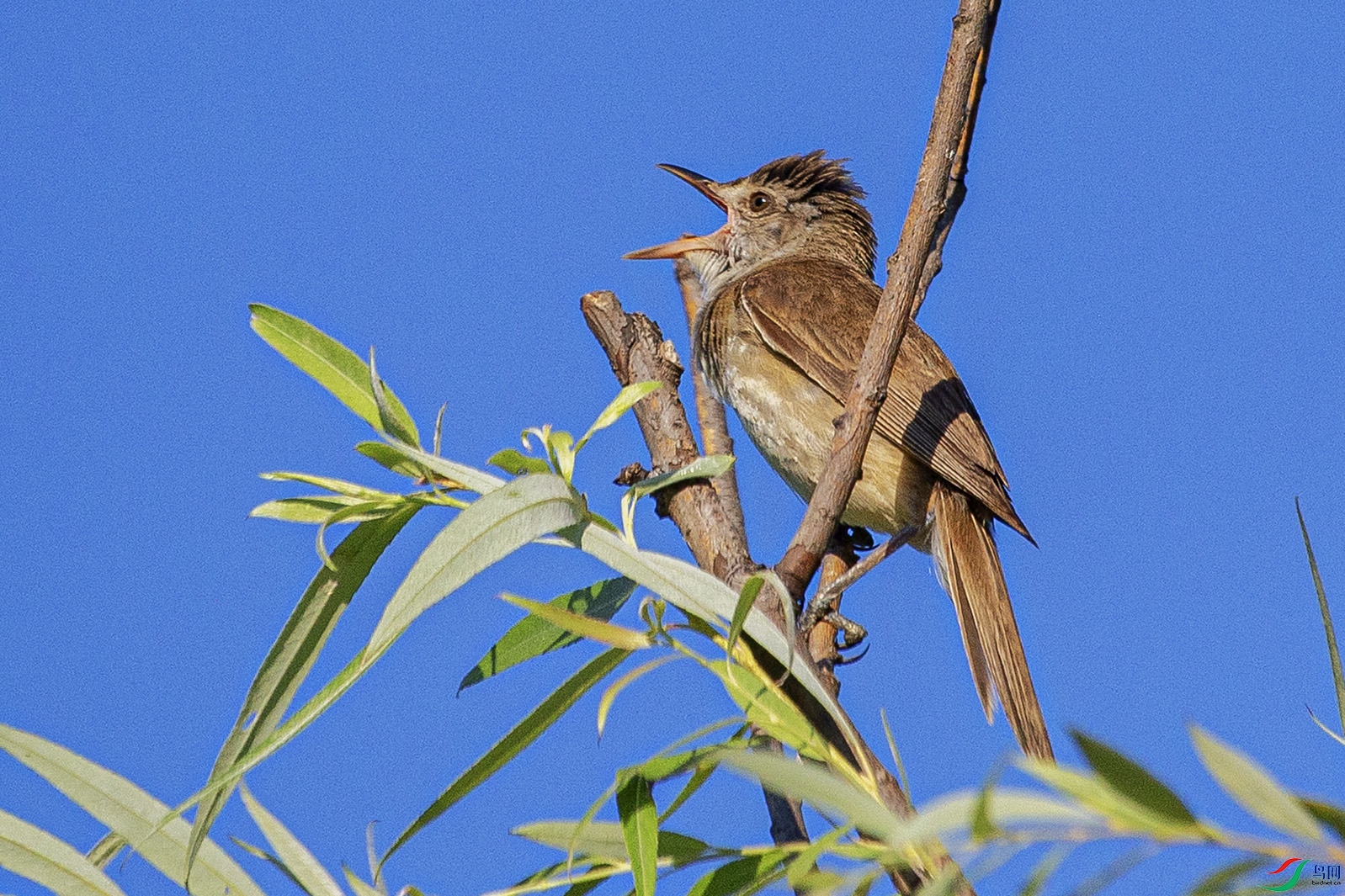 _MG_6318 ����.jpg