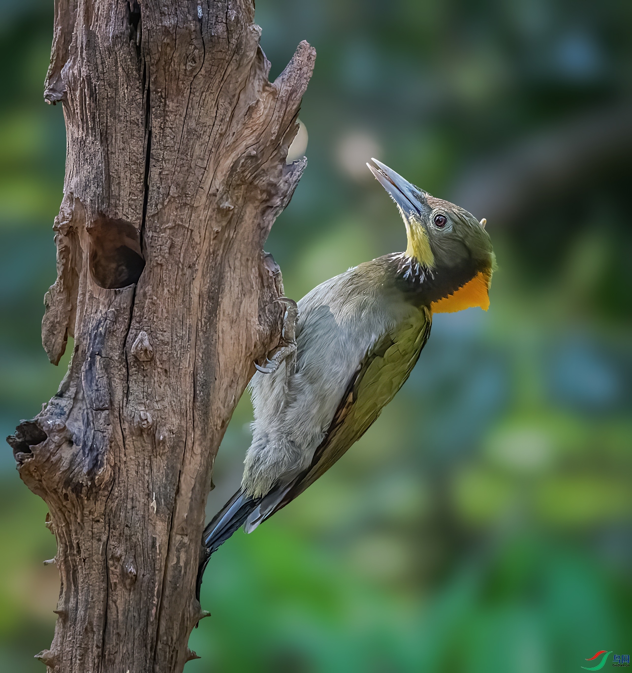 �ƹ���ľ��