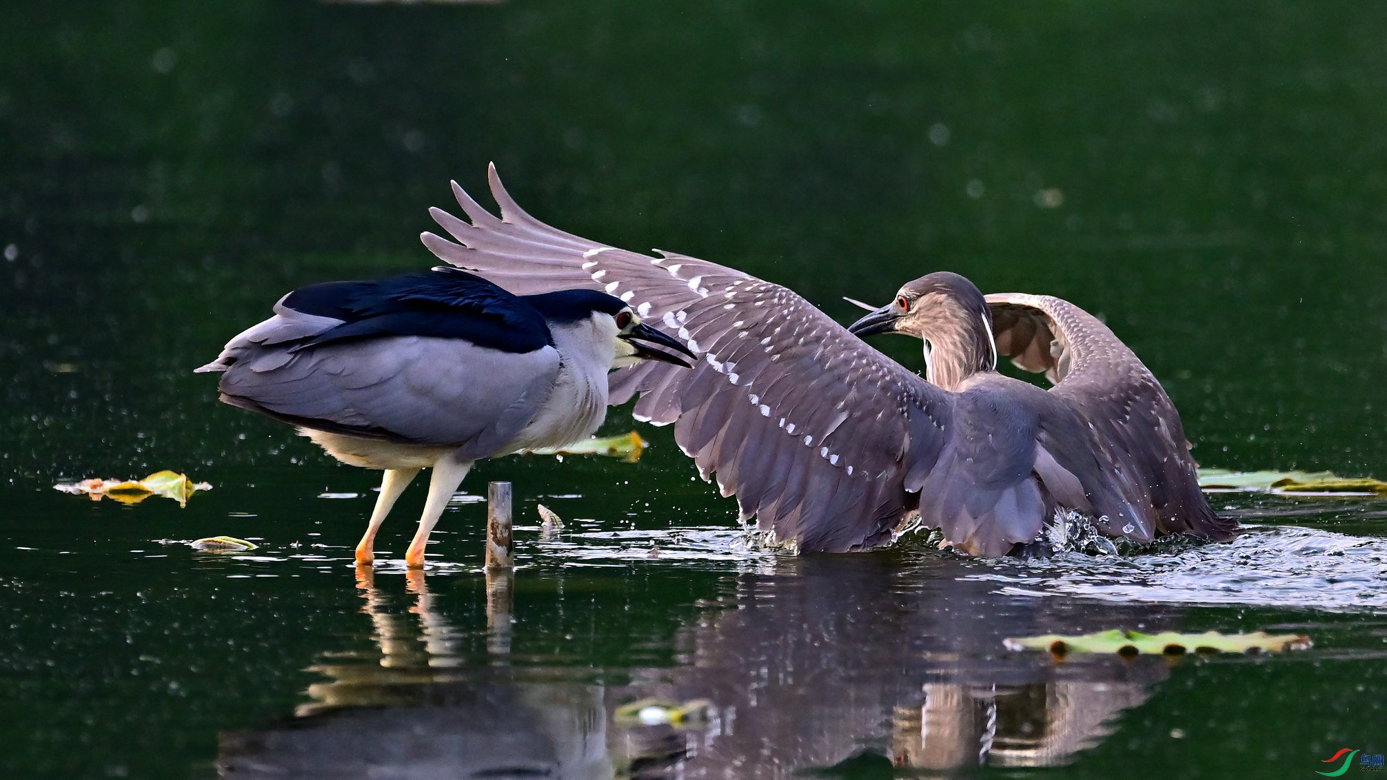 DSC_3129_01.jpg