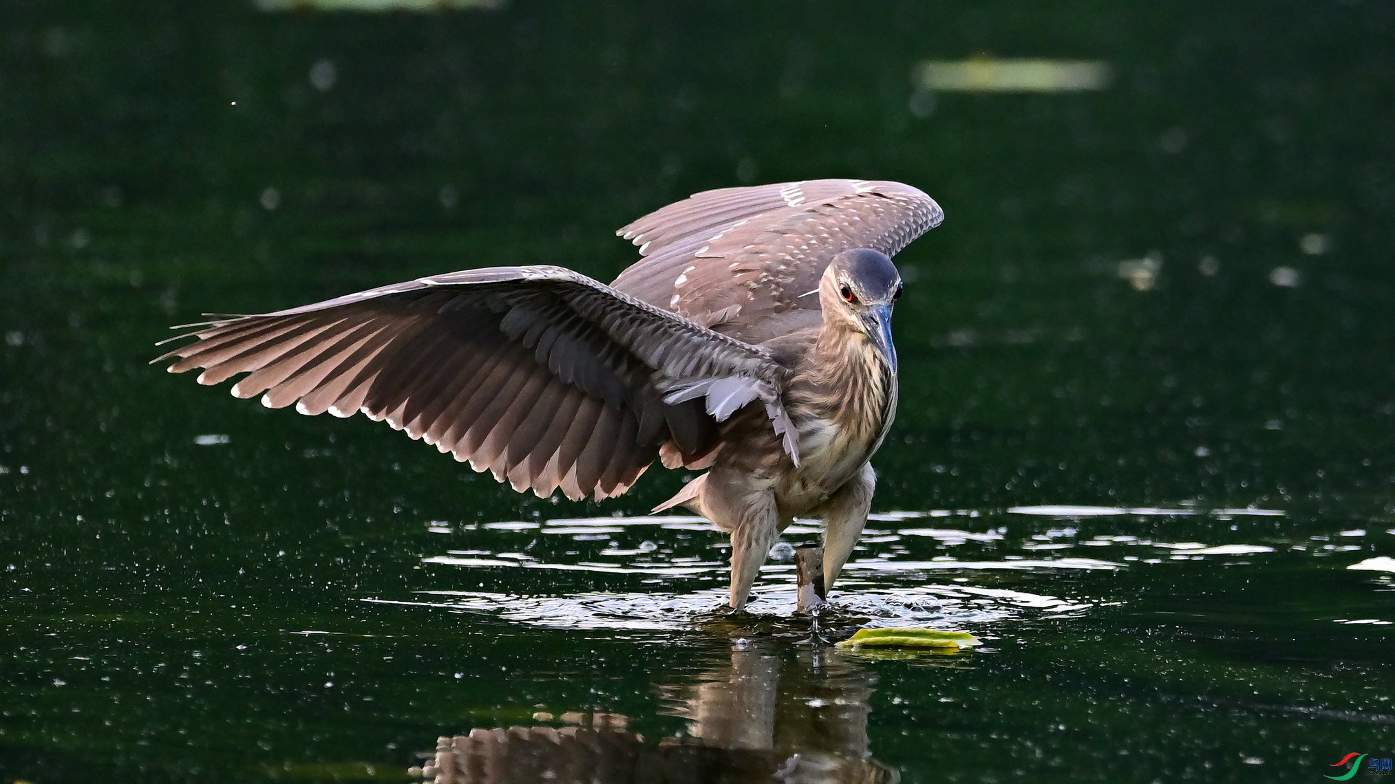 DSC_3156.jpg