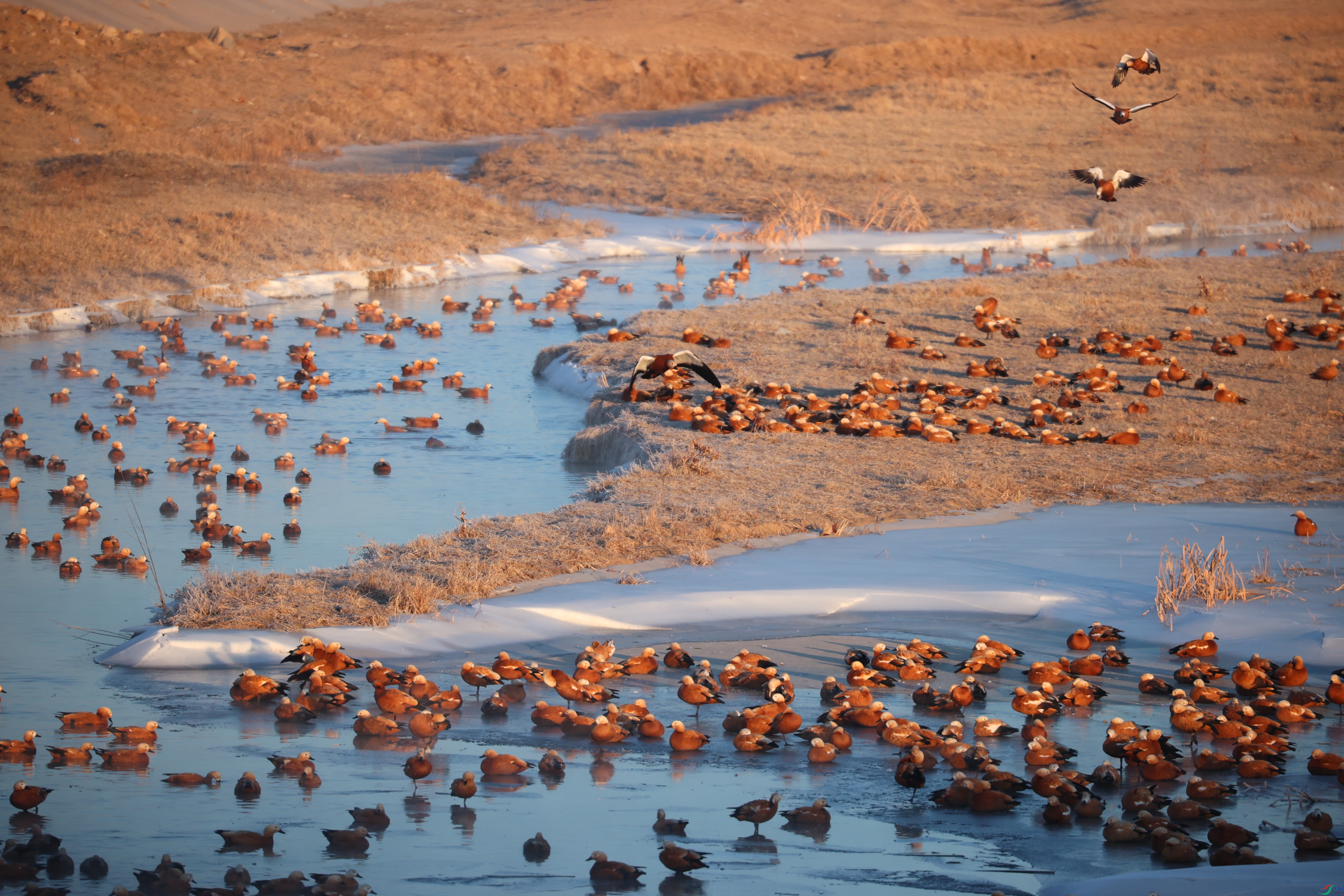 8303��ש����