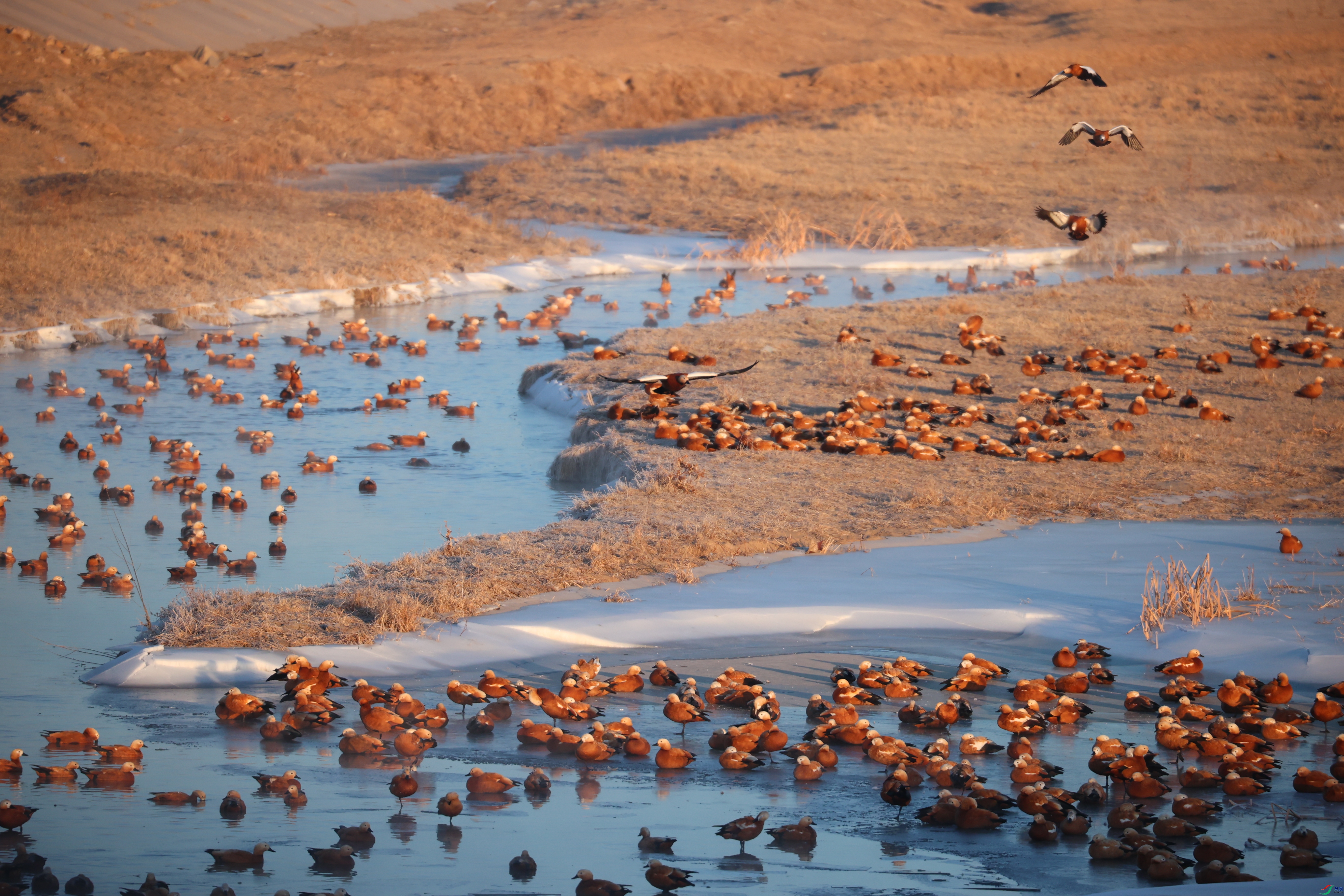 8305��ש����