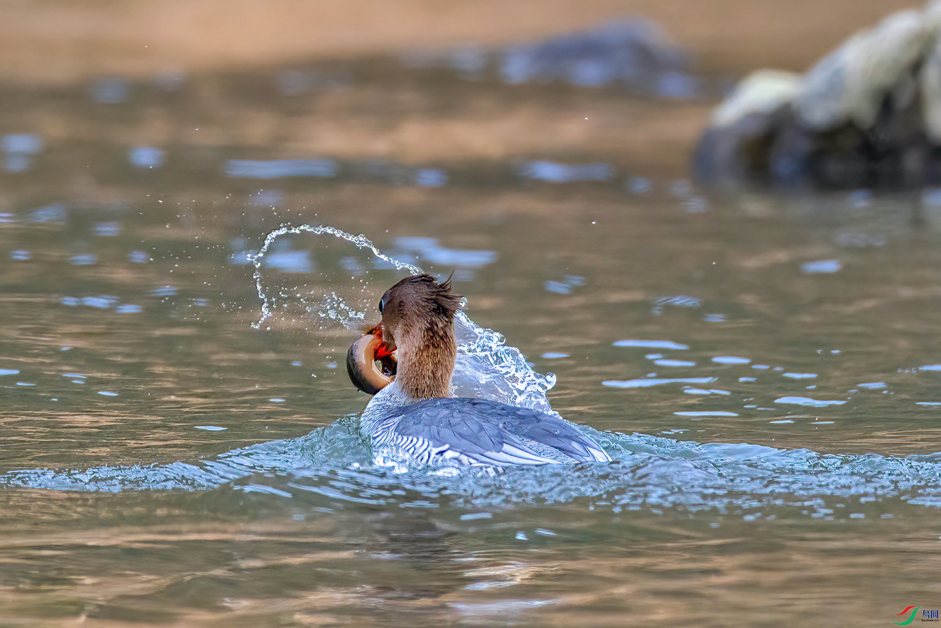 407A1190 ����-Sh---1 .jpg