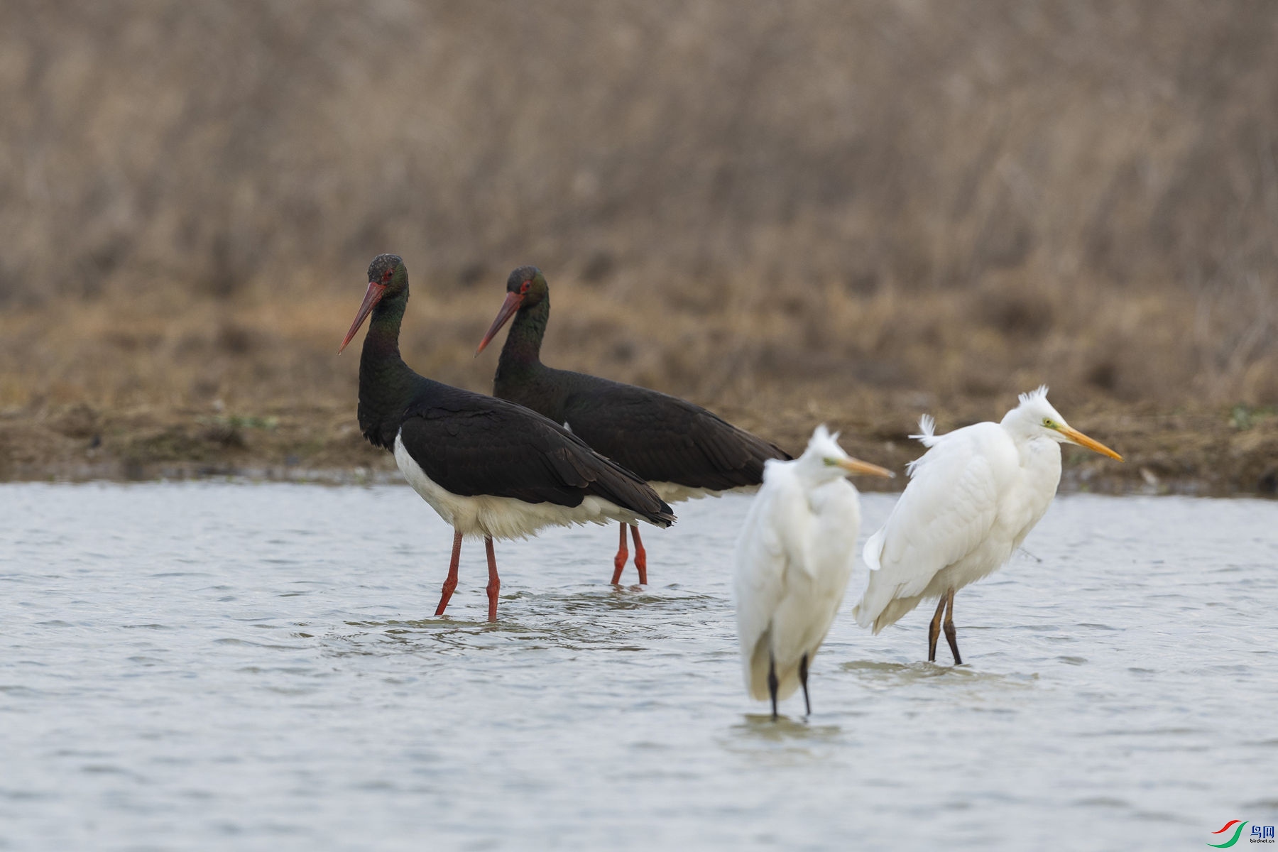 ��г����