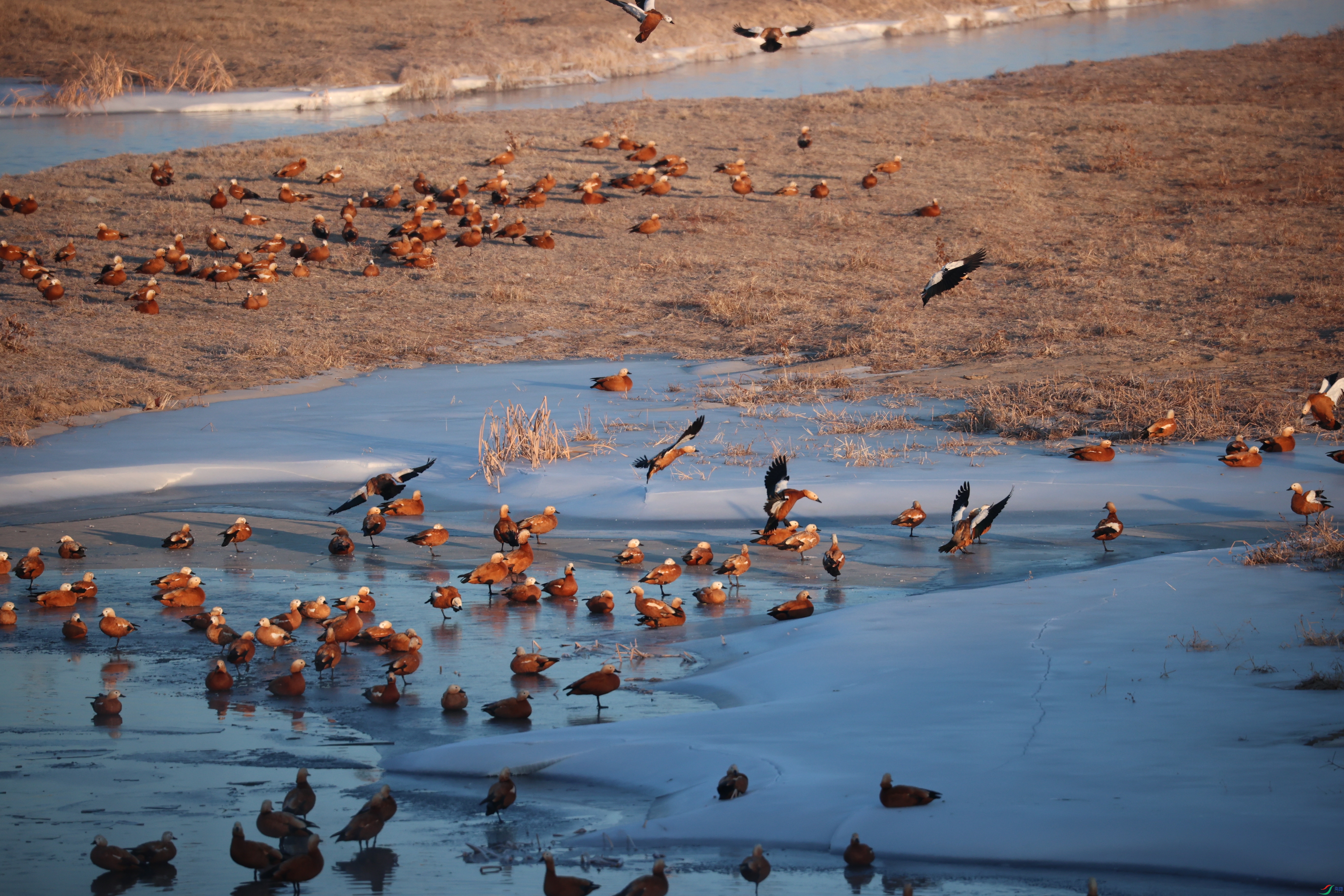 8317��ש����