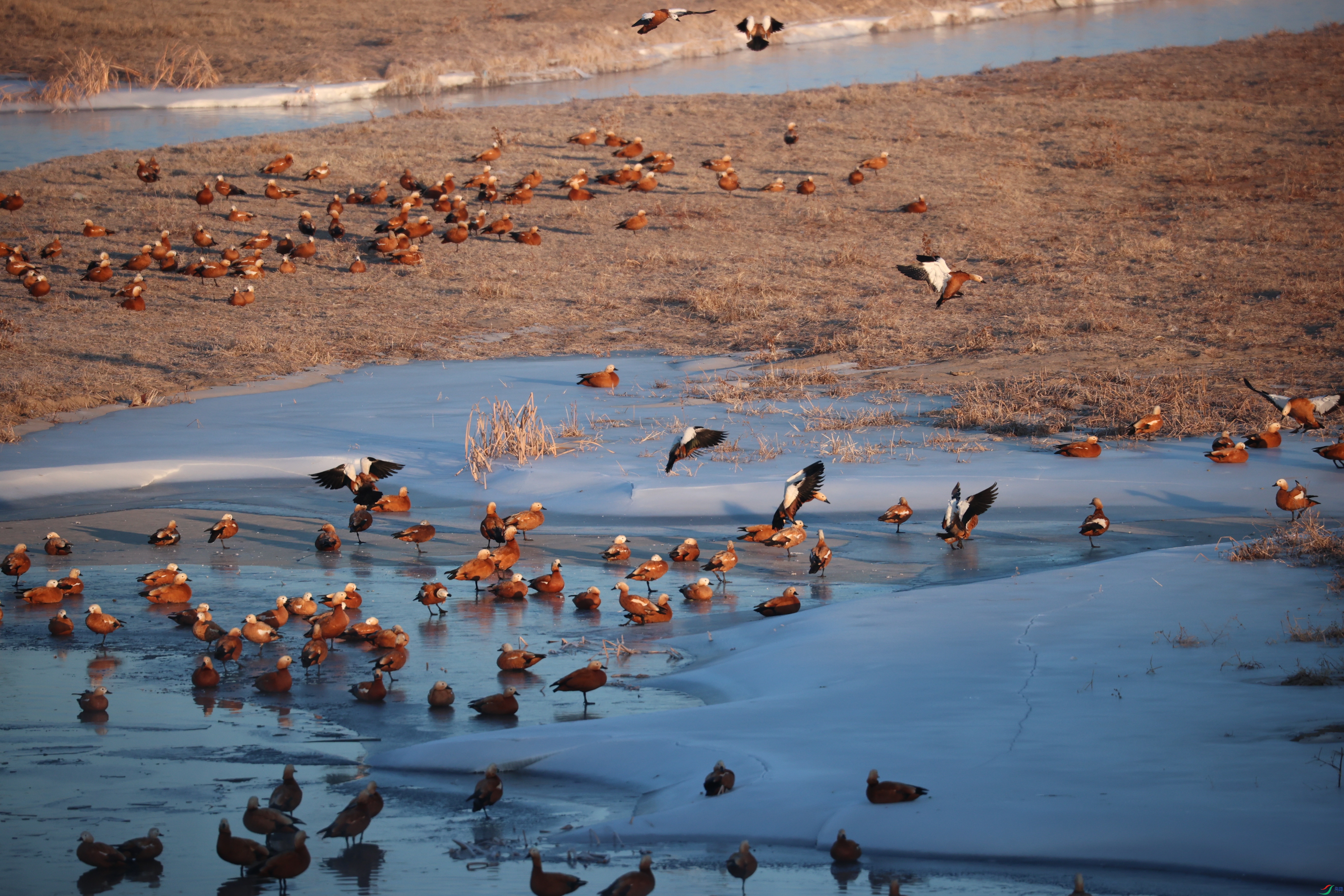 8318��ש����