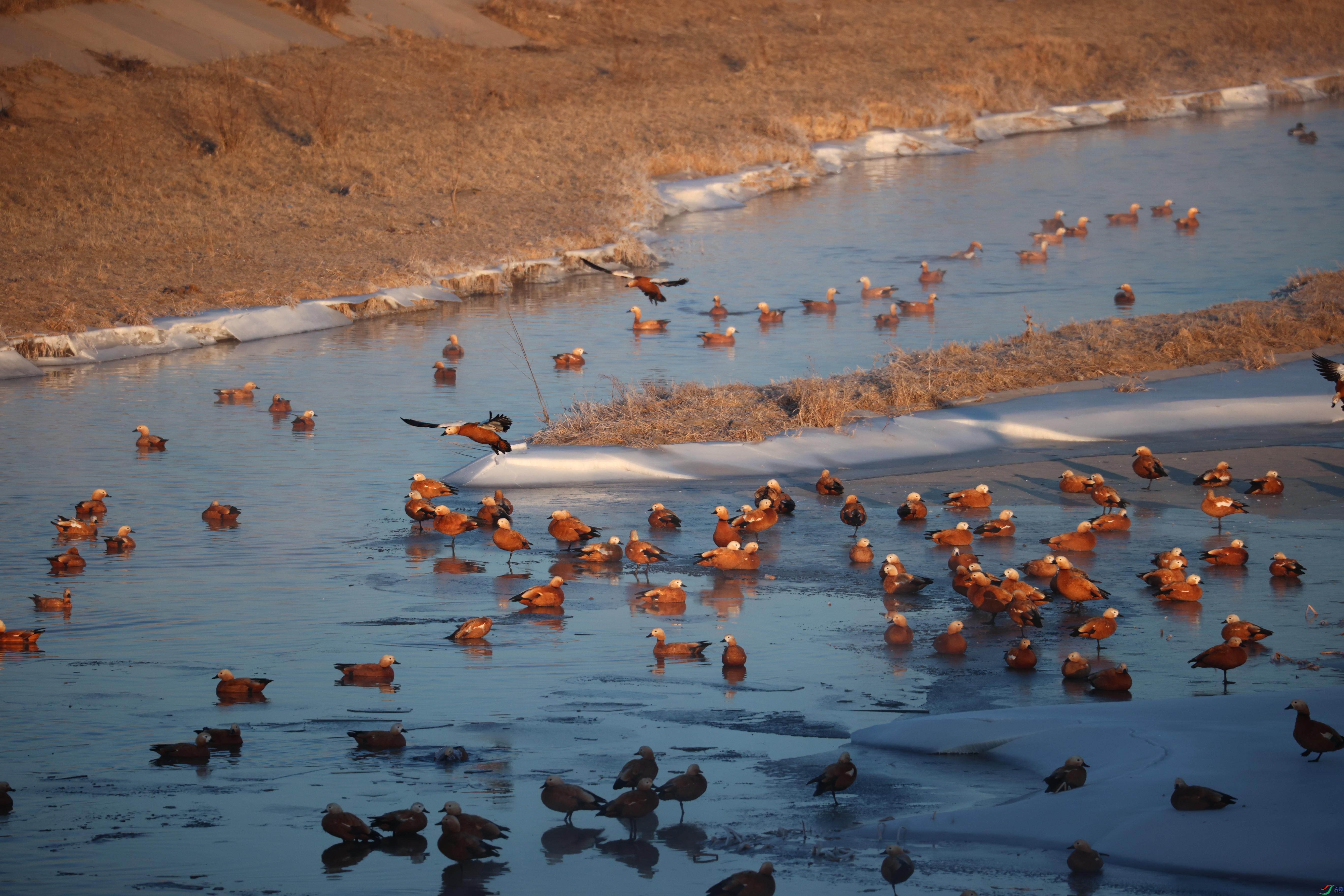 8320��ש����