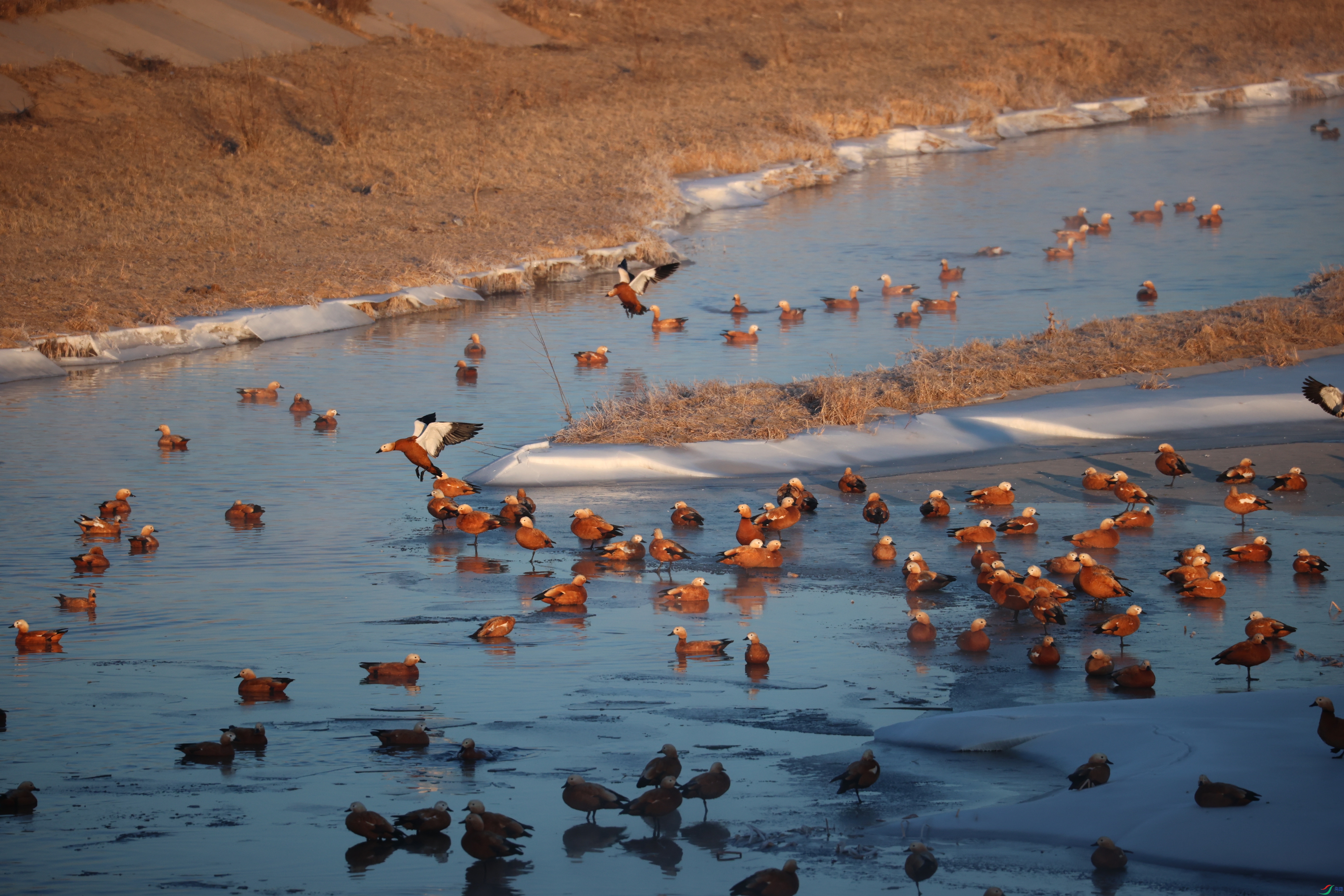 8322��ש����