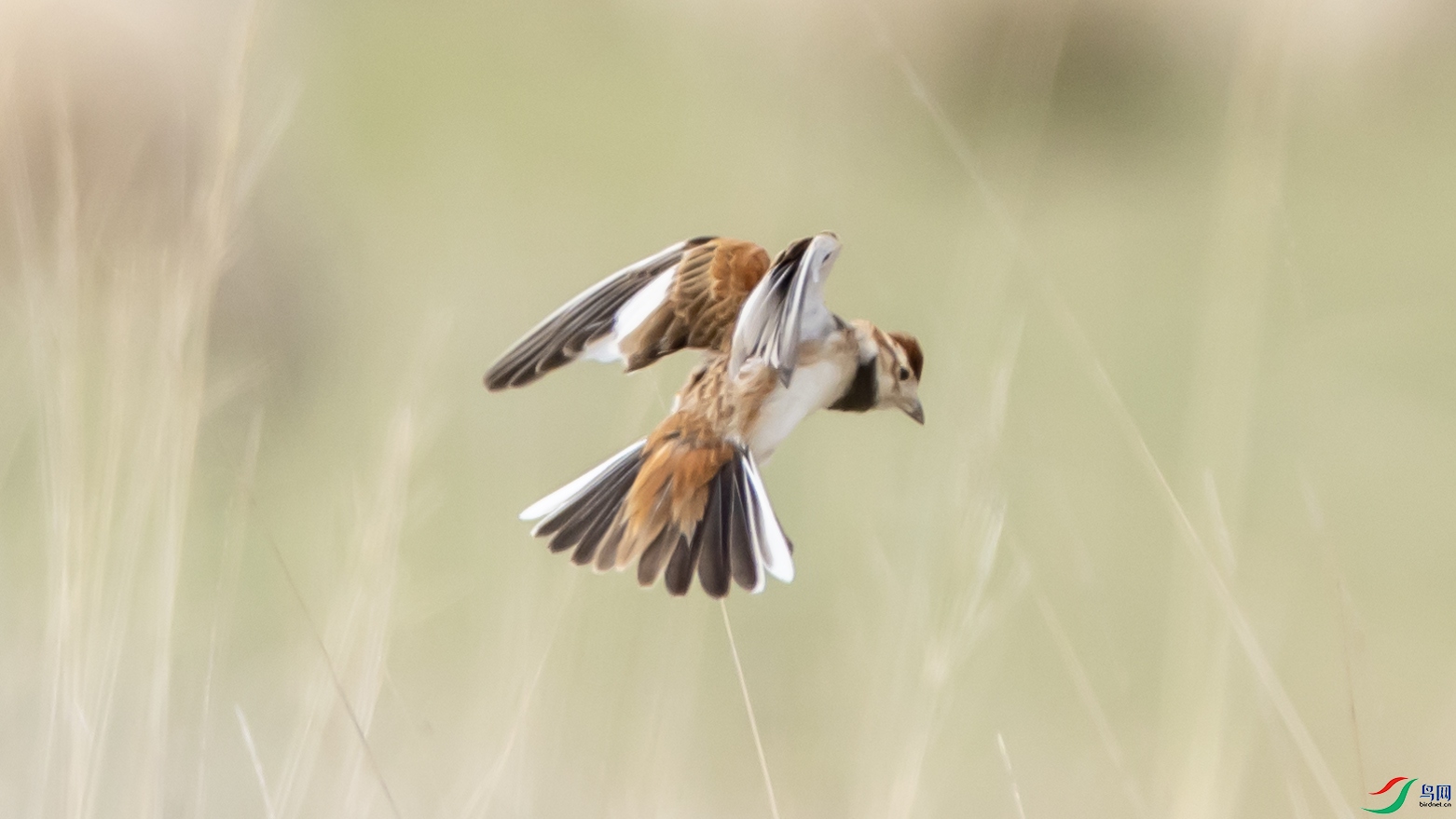 4K2A5791 �ɹŰ���OK.jpg