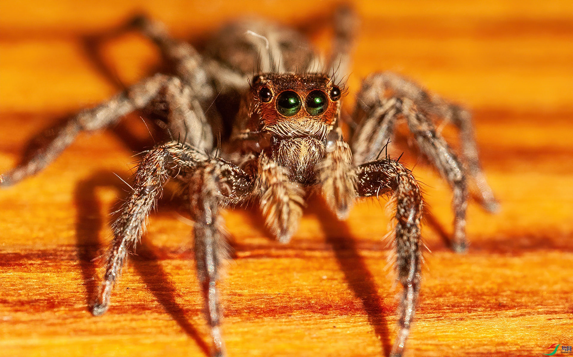 DSC_3255.jpg   0001_1.jpg