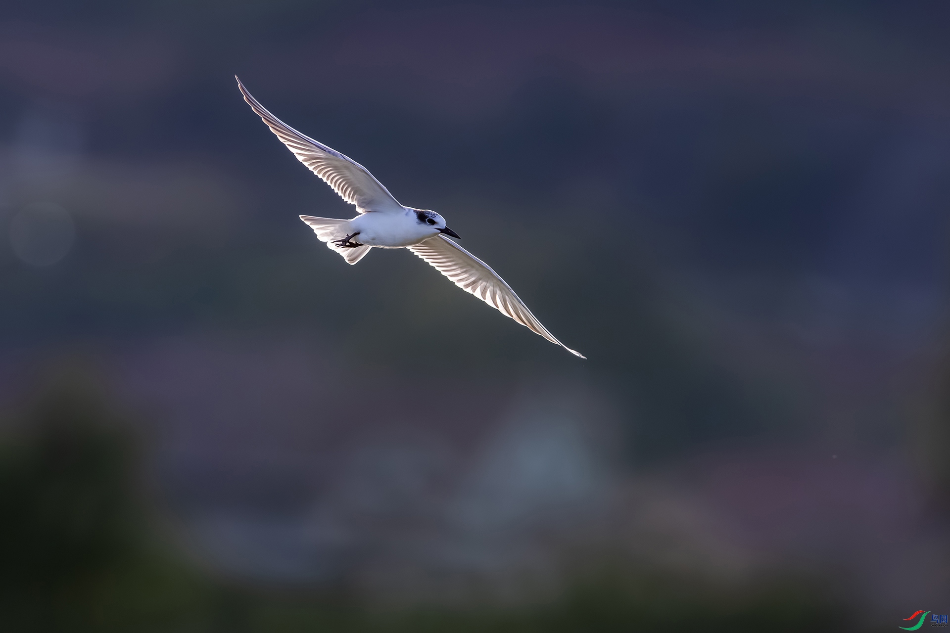 1I9A7522-1ab.jpg