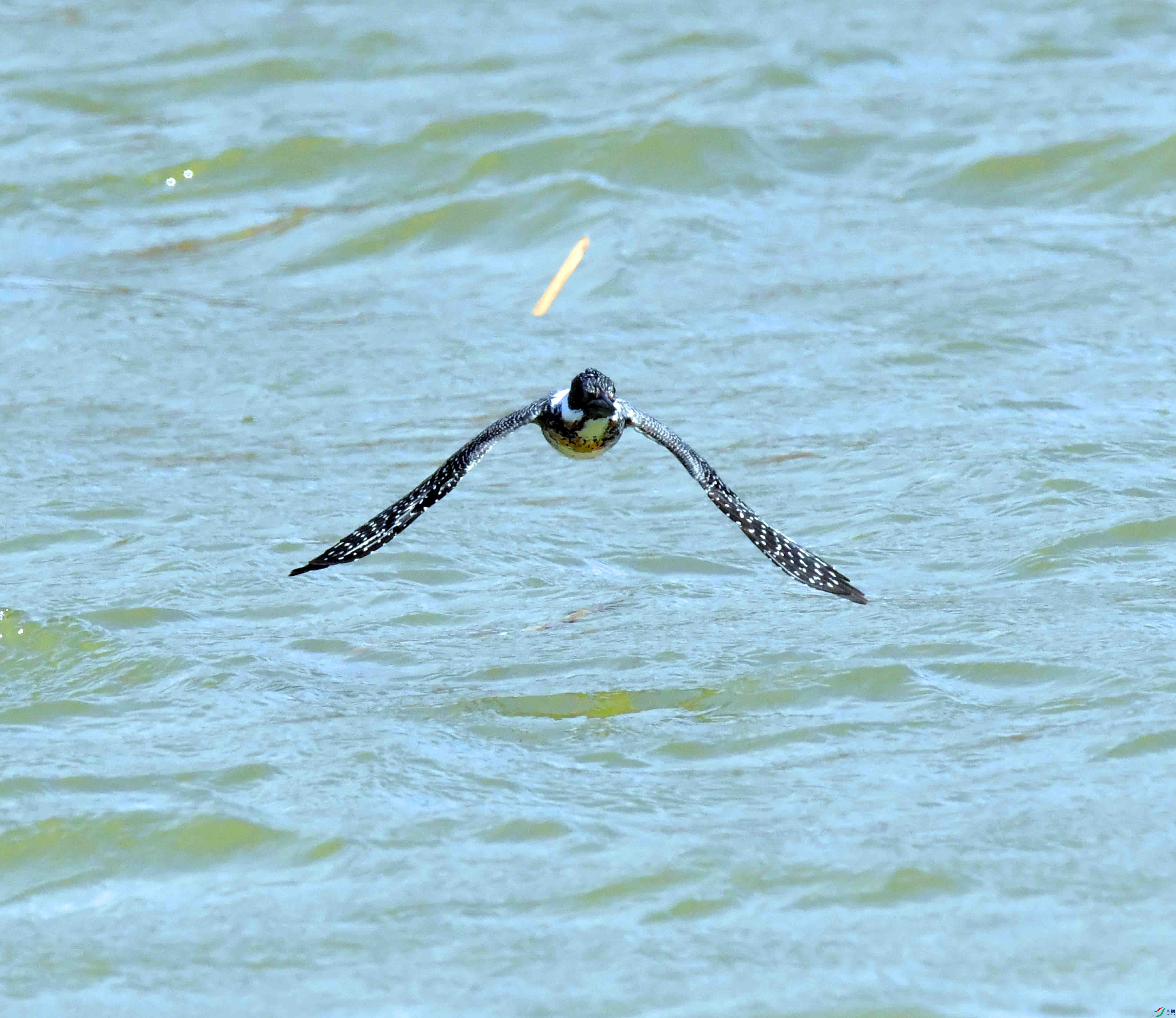 DSC_2509.JPG
