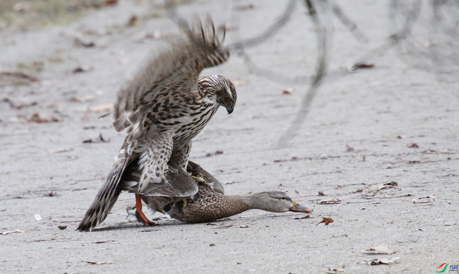 Jericho100209 095z_1.jpg