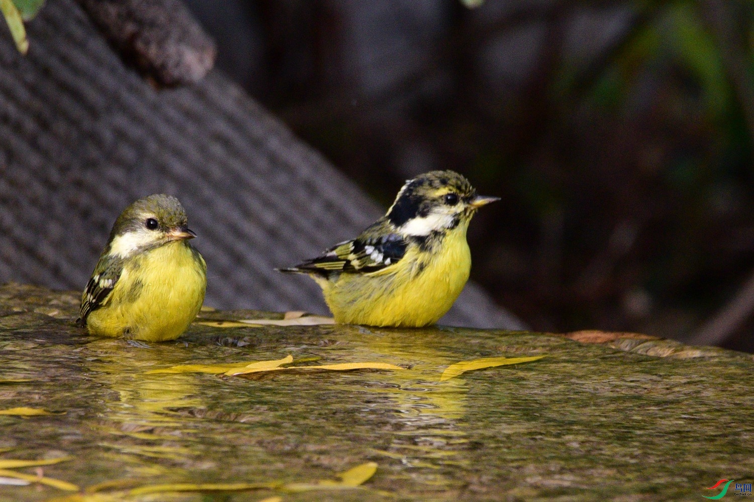 DSC_6604.JPG