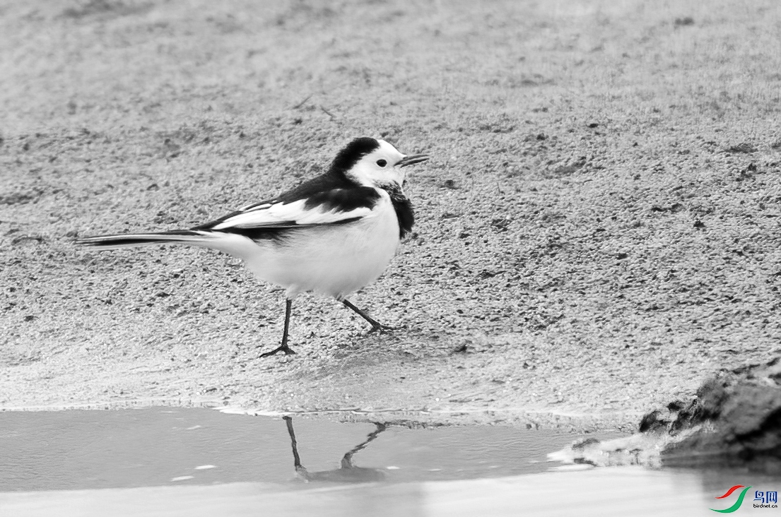 DSC08081 ����_����.jpg