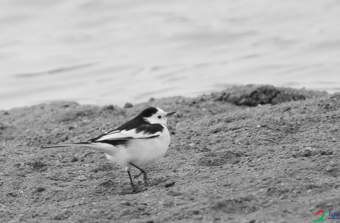 DSC08084 ����_����.jpg