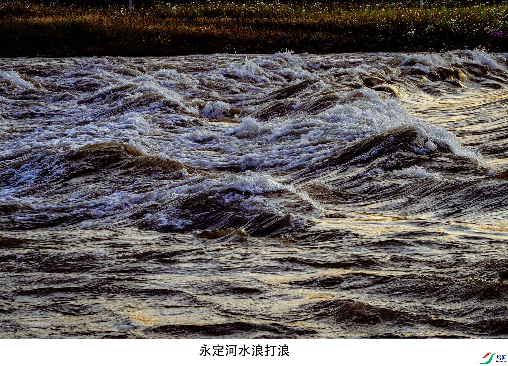 DSC07905 ����.jpg