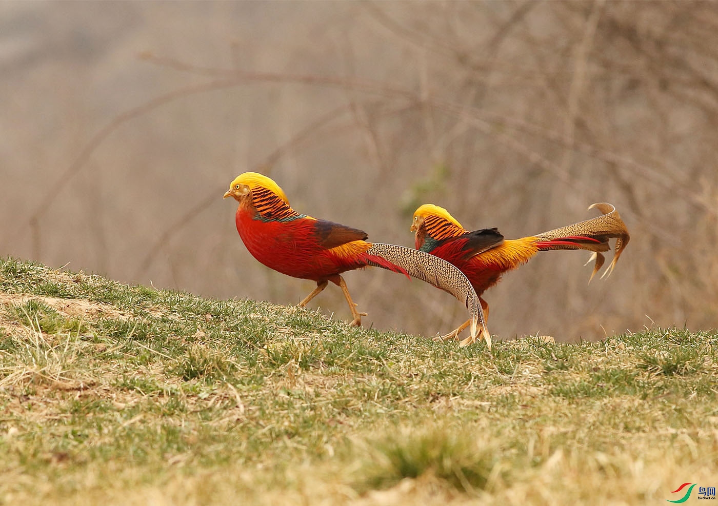 05-ϲ�ɶ� ���˫.jpg