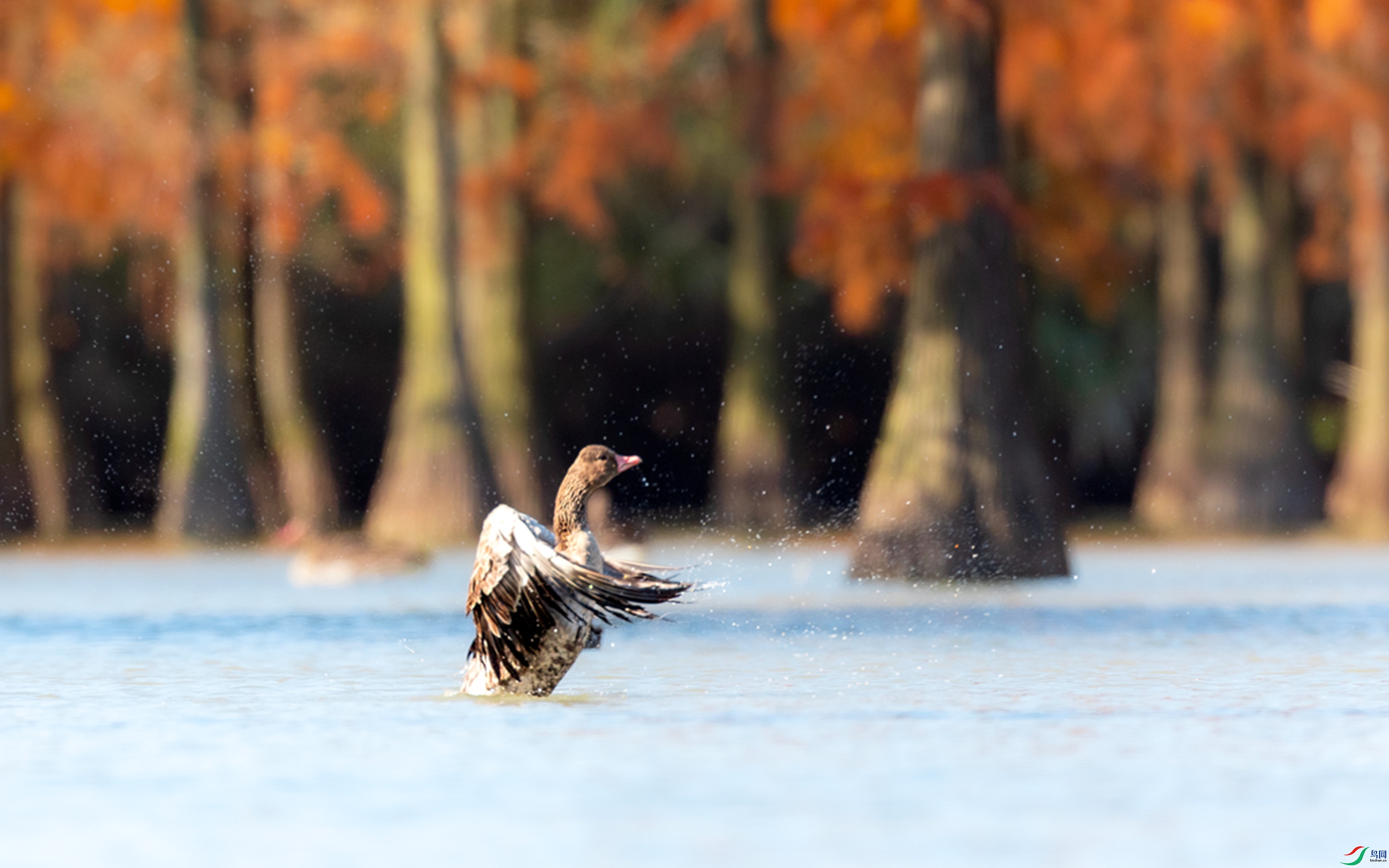 ��ɼ������