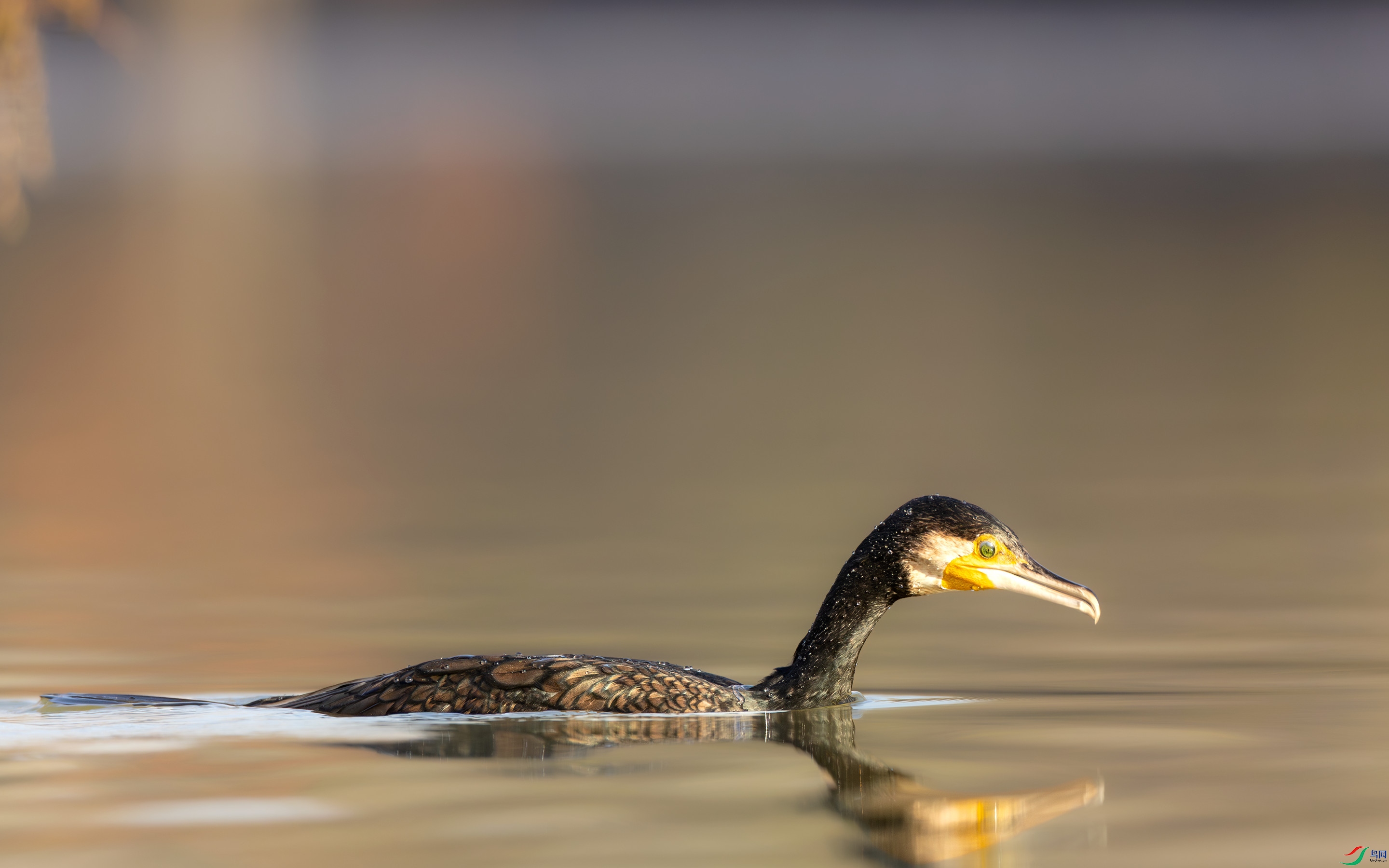 ��ɼ������