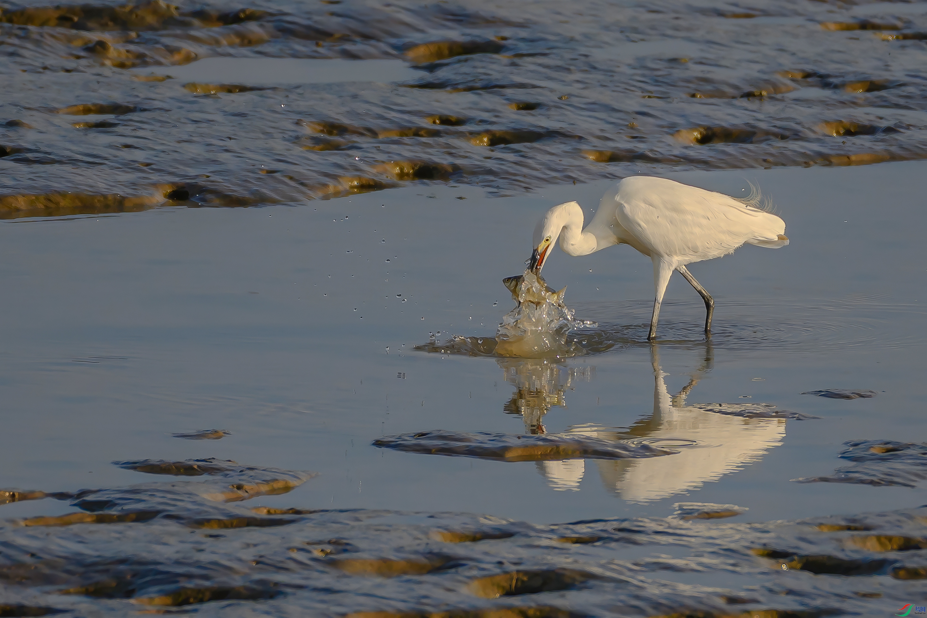 DSC_6929AB.jpg