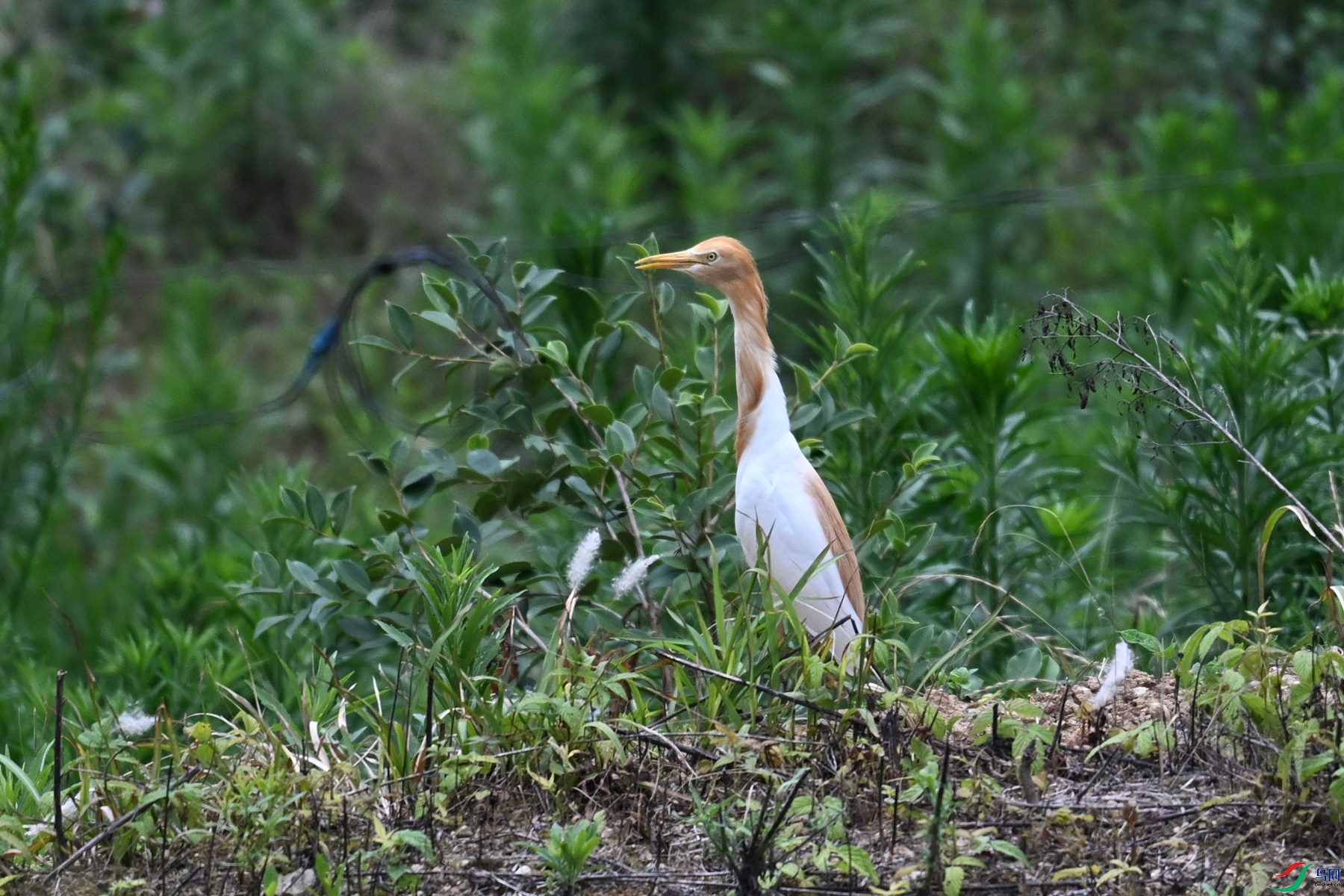 DSC_9267.JPG