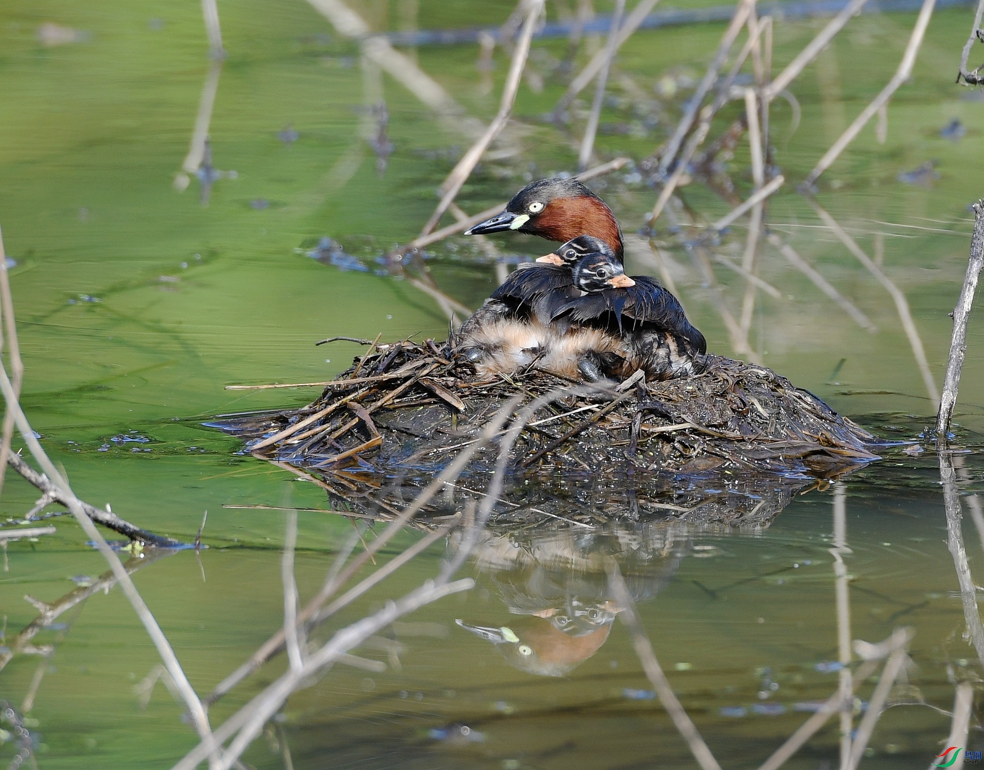 DSC_9419.jpg
